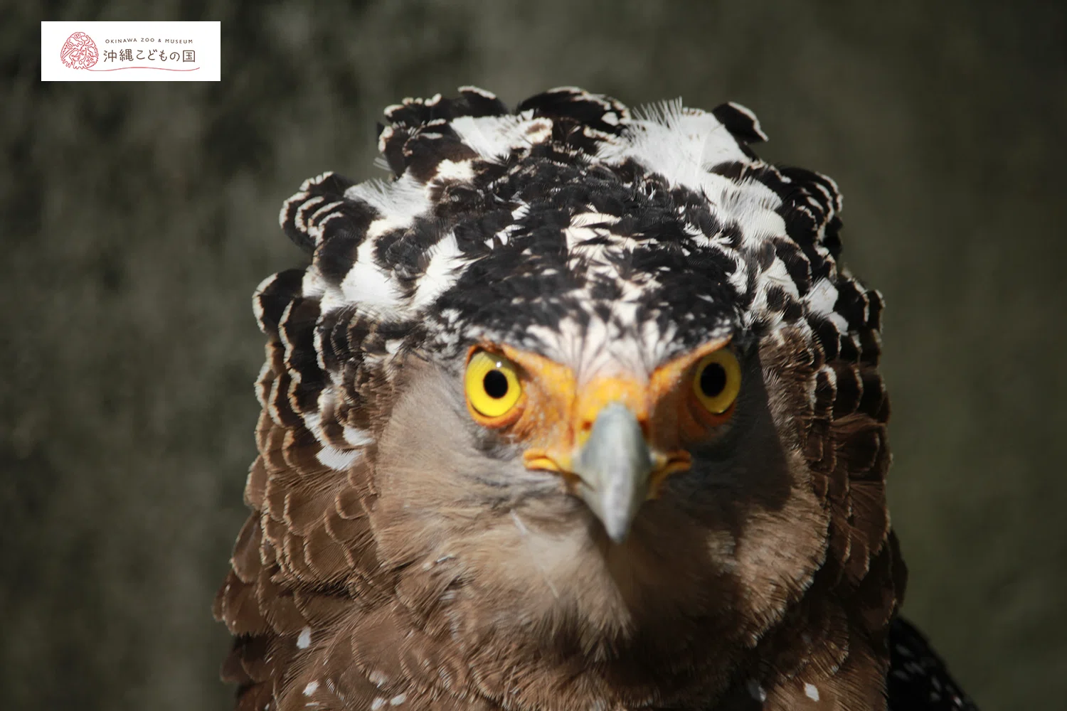 国内のどんな生物が絶滅危惧種なの？ 鳥類編④｜STEPs 「学級通信」