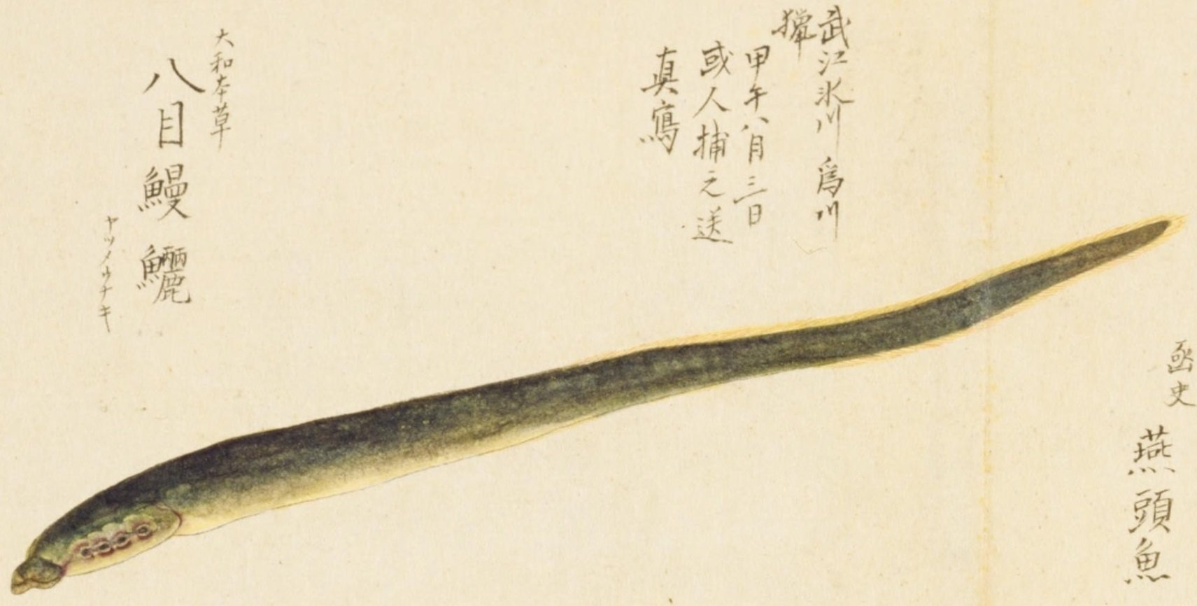 梅園魚品図正】(38) 八目鰻（やつめうなぎ）／黄顙魚（ぎぎ）｜mominaina