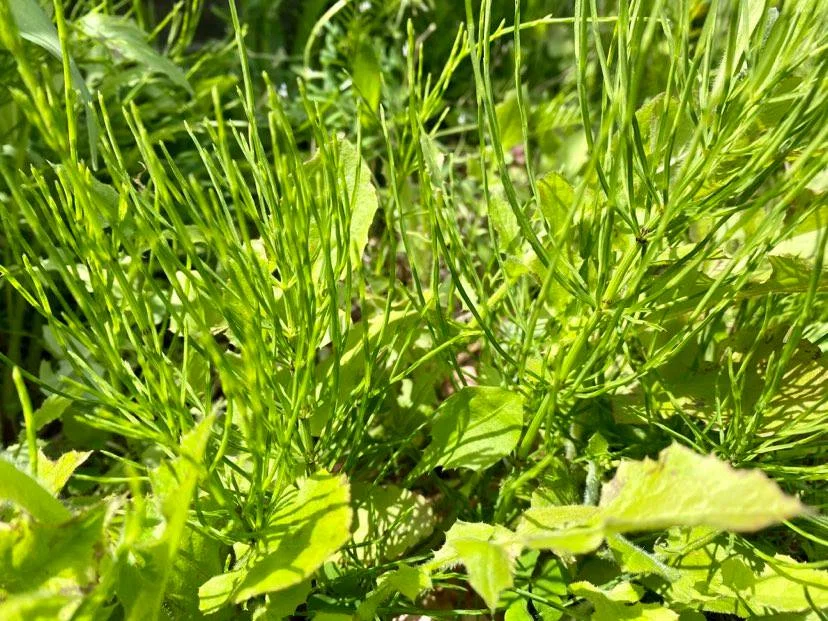 続：草取りだけでナチュラルガーデンの道「カタバミって何？」｜ぬい