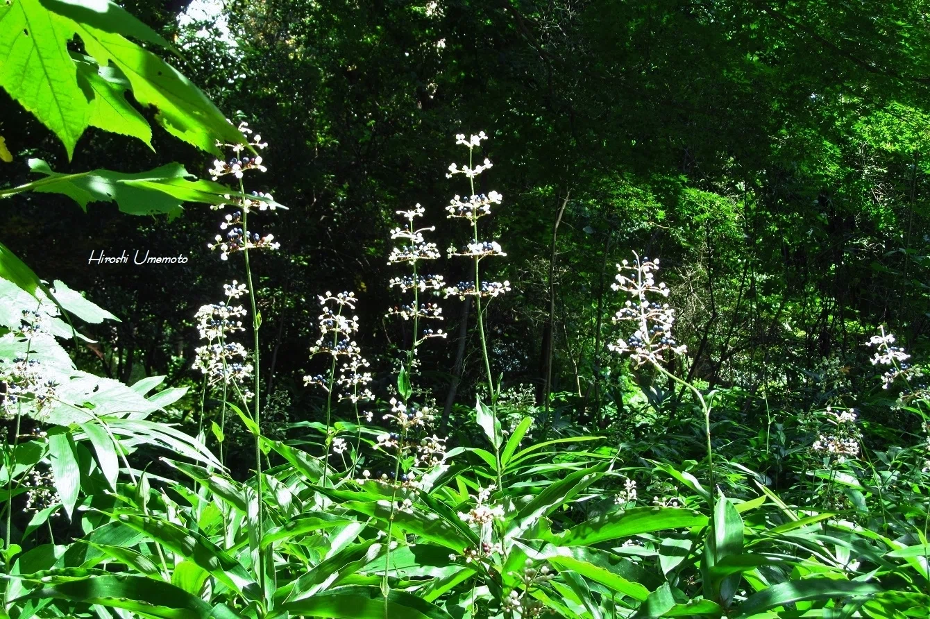 ヤブミョウガ（薮茗荷）Pollia japonica｜ume_hiro