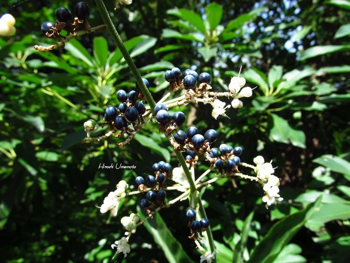 ヤブミョウガ（薮茗荷）Pollia japonica｜ume_hiro