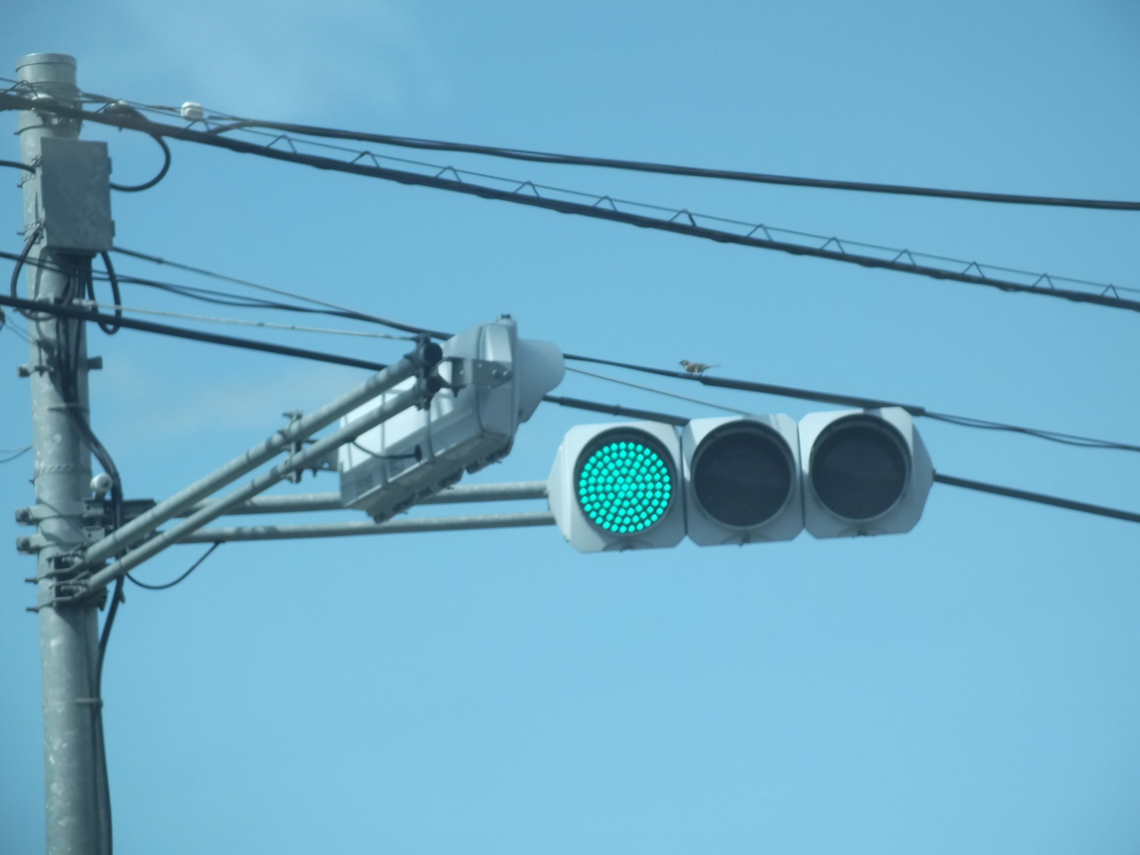 沼田-178】利根郡昭和村川額にある左右丸形ルーバー｜光山祐弥の信号機紹介