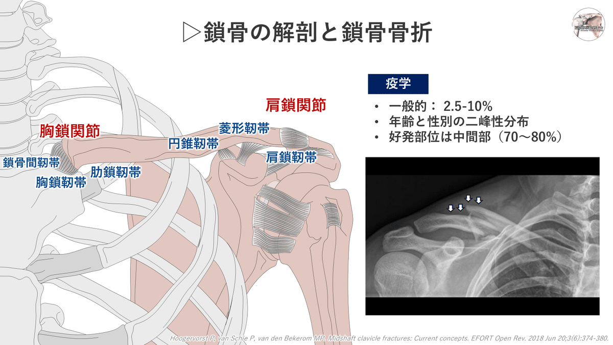 Sue Falsone 肩関節傷害の評価＋解剖学的構造の理解【2点セット】 Sue Falsone 肩関節傷害の評価＋解剖学的構造の理解【2点セット