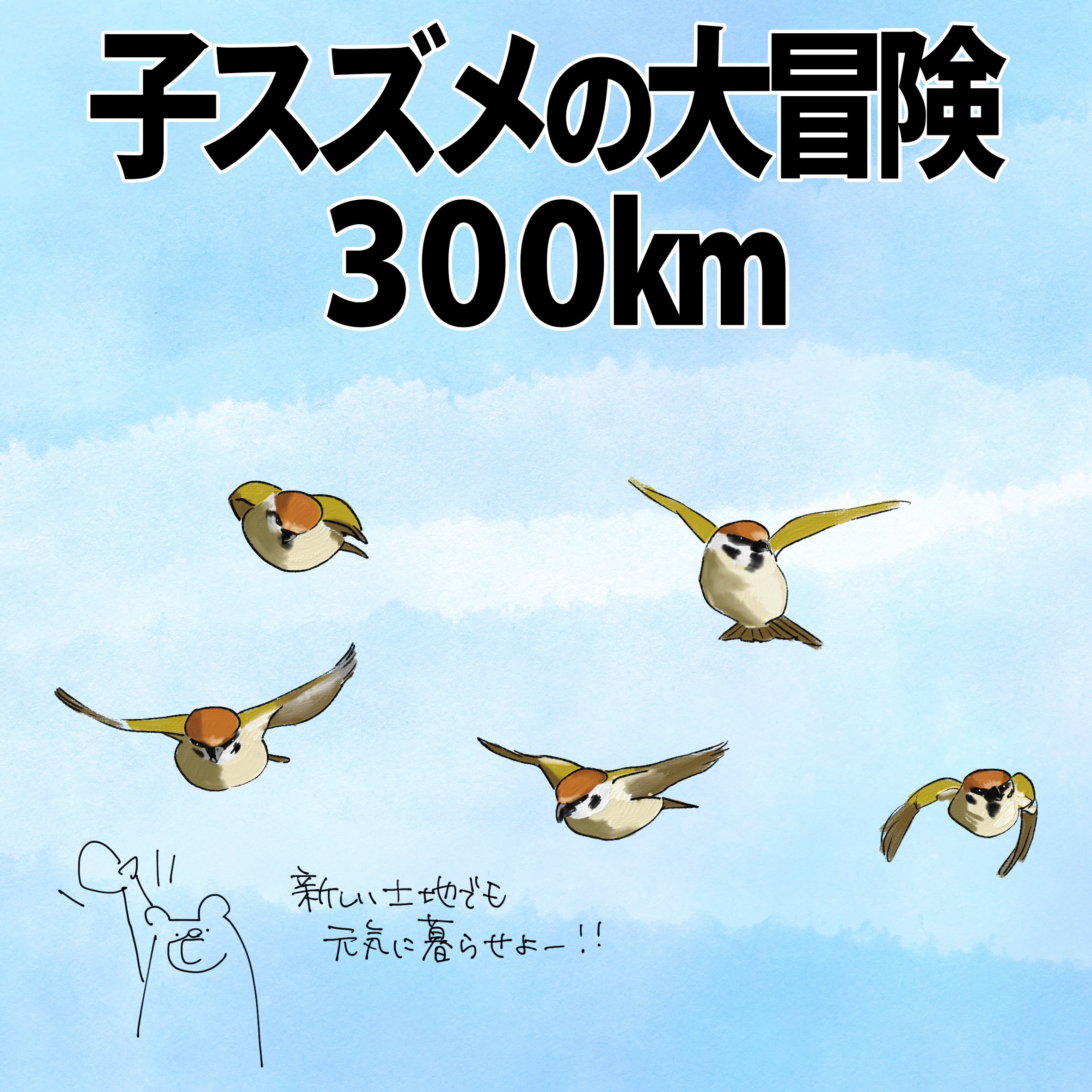 子スズメの大冒険300km｜くますけ｜自然ガイド・クリエイター