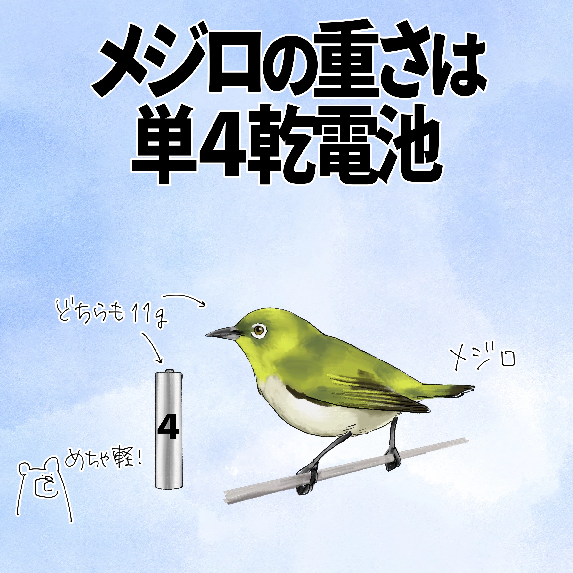 メジロの重さは単四乾電池｜くますけ｜自然ガイド・クリエイター