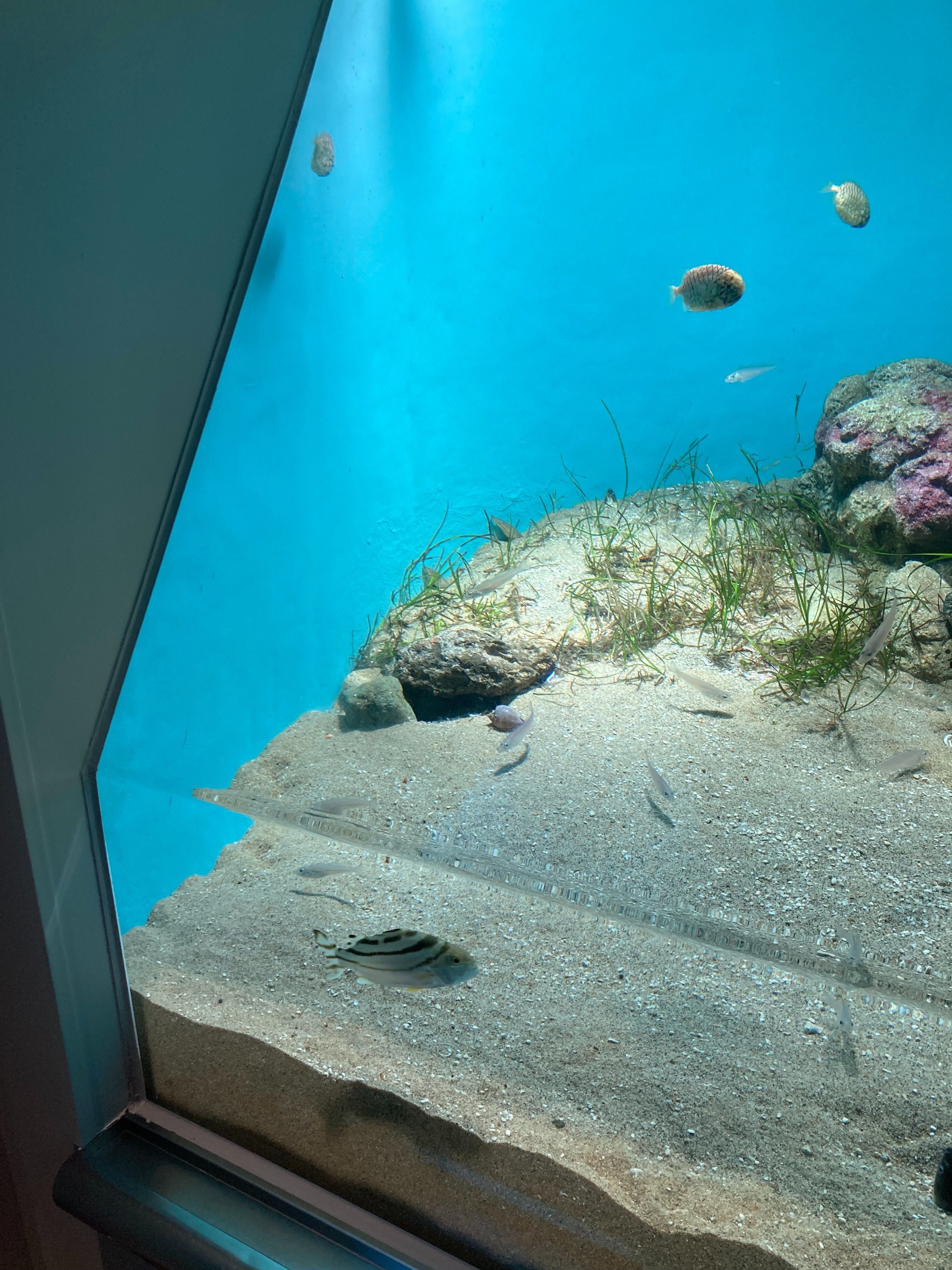 城崎マリンワールド」生き物の面白さを引き出す水族館【水族館
