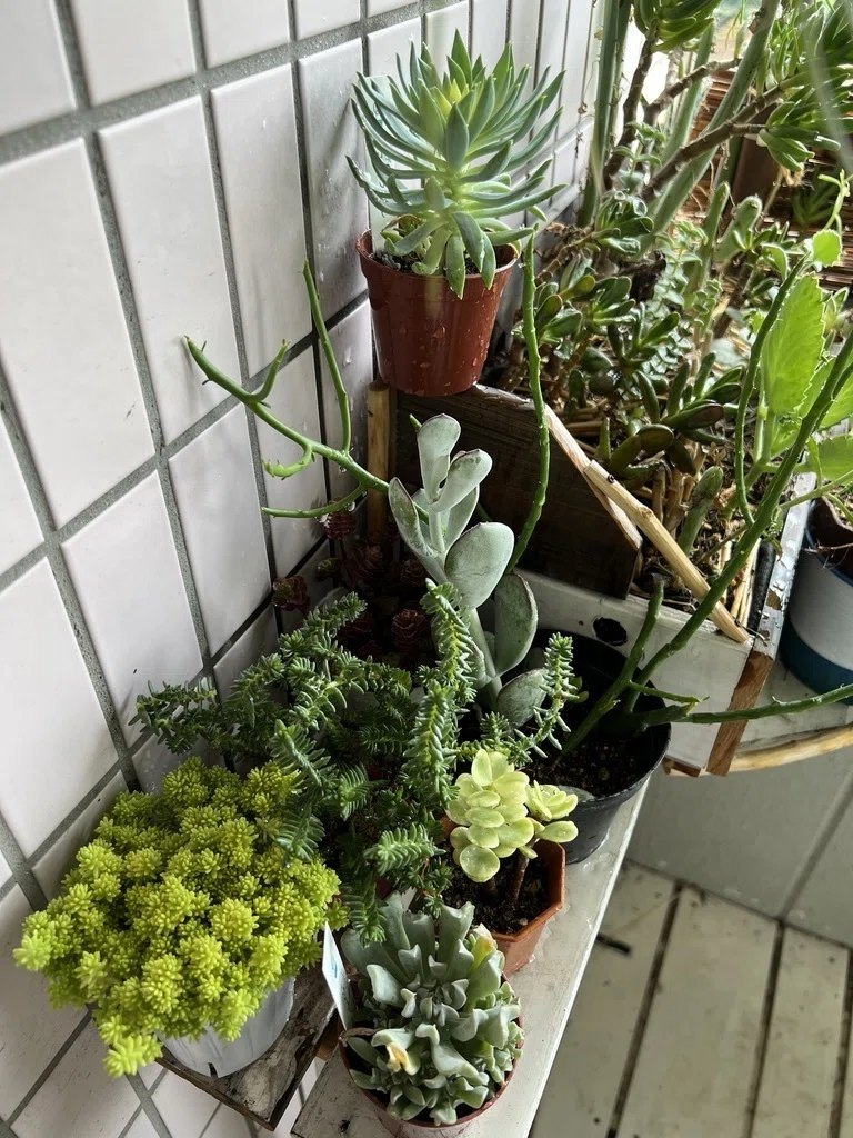 多肉の植え替え。混ぜるぜリフォレスターの土！｜Ms'HIRO