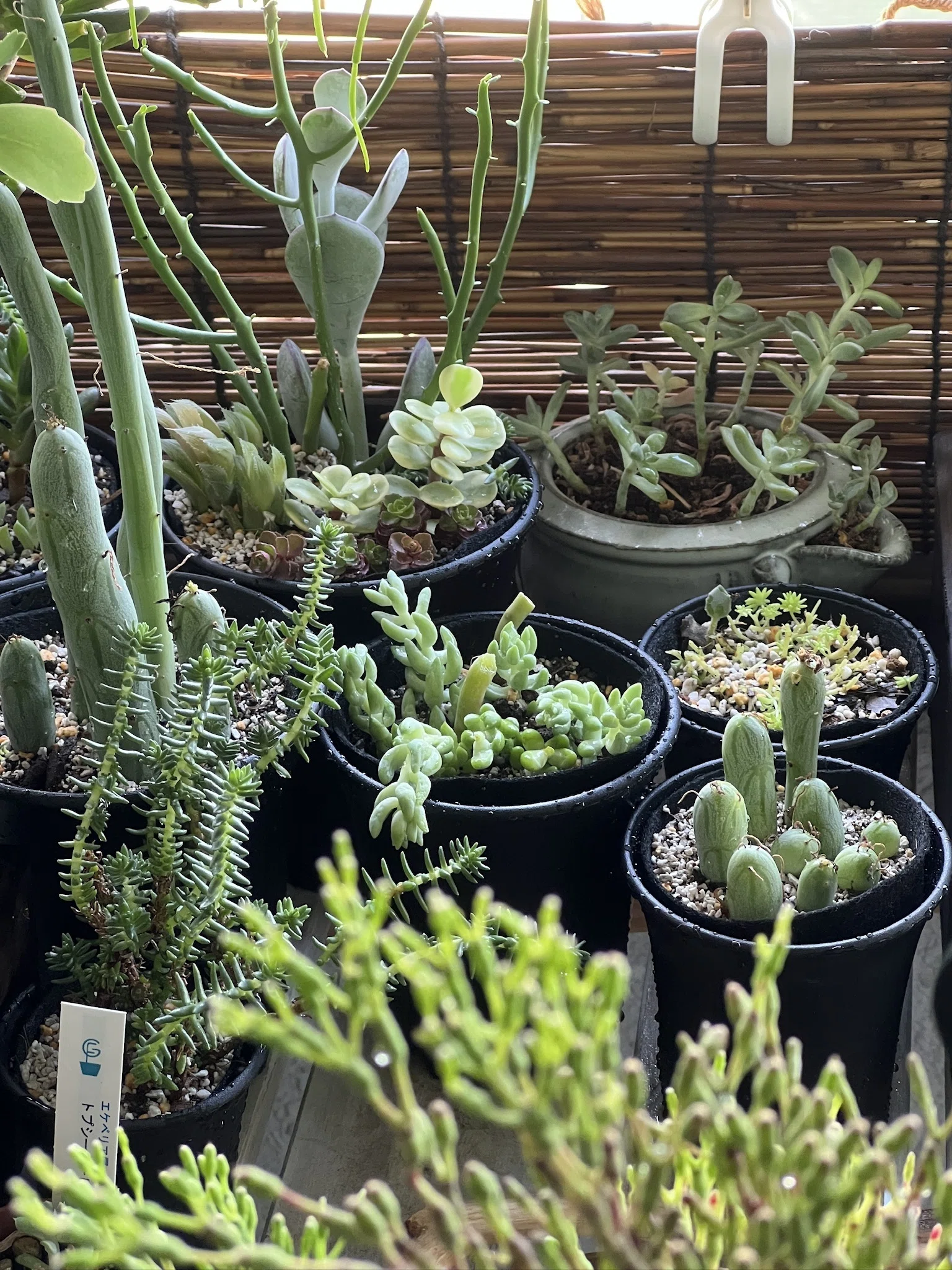 多肉の植え替え。混ぜるぜリフォレスターの土！｜Ms'HIRO