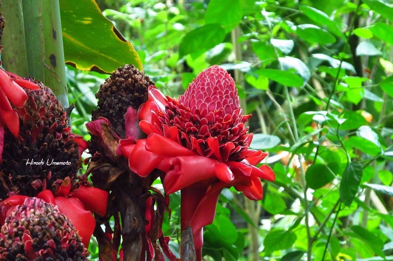 トーチジンジャー（Etlingera elatior）｜ume_hiro