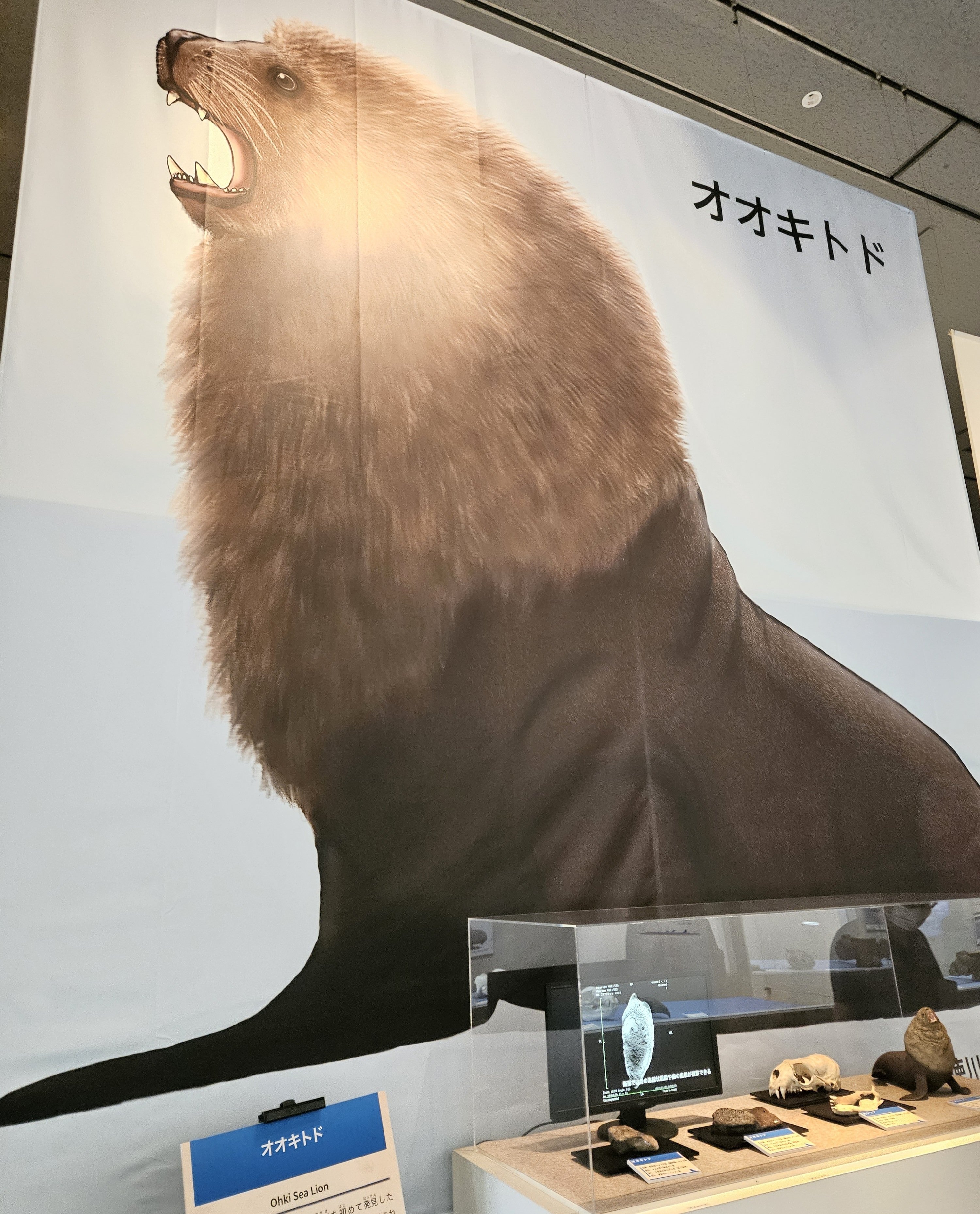 ヒグマの陰茎骨と牙 ヒグマの陰茎骨と牙 （ヒグマの体の秘密（2月8日・9日実施