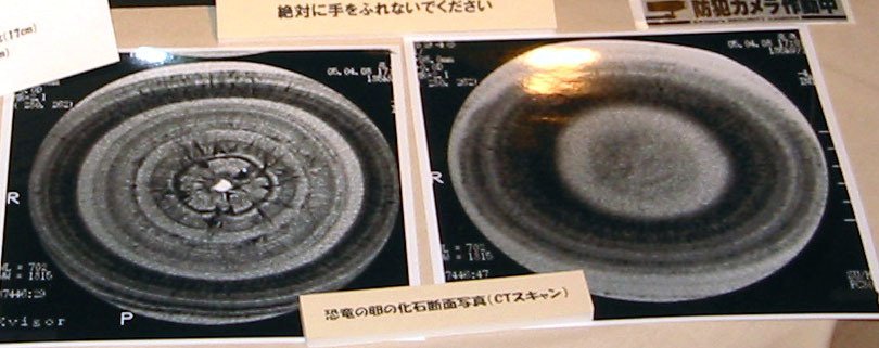●学術用●恐竜の卵 たまご 化石 標本 鑑賞石 ★本物 Skeletal dinosaur figure unearthed in gel! Celia Fossil
