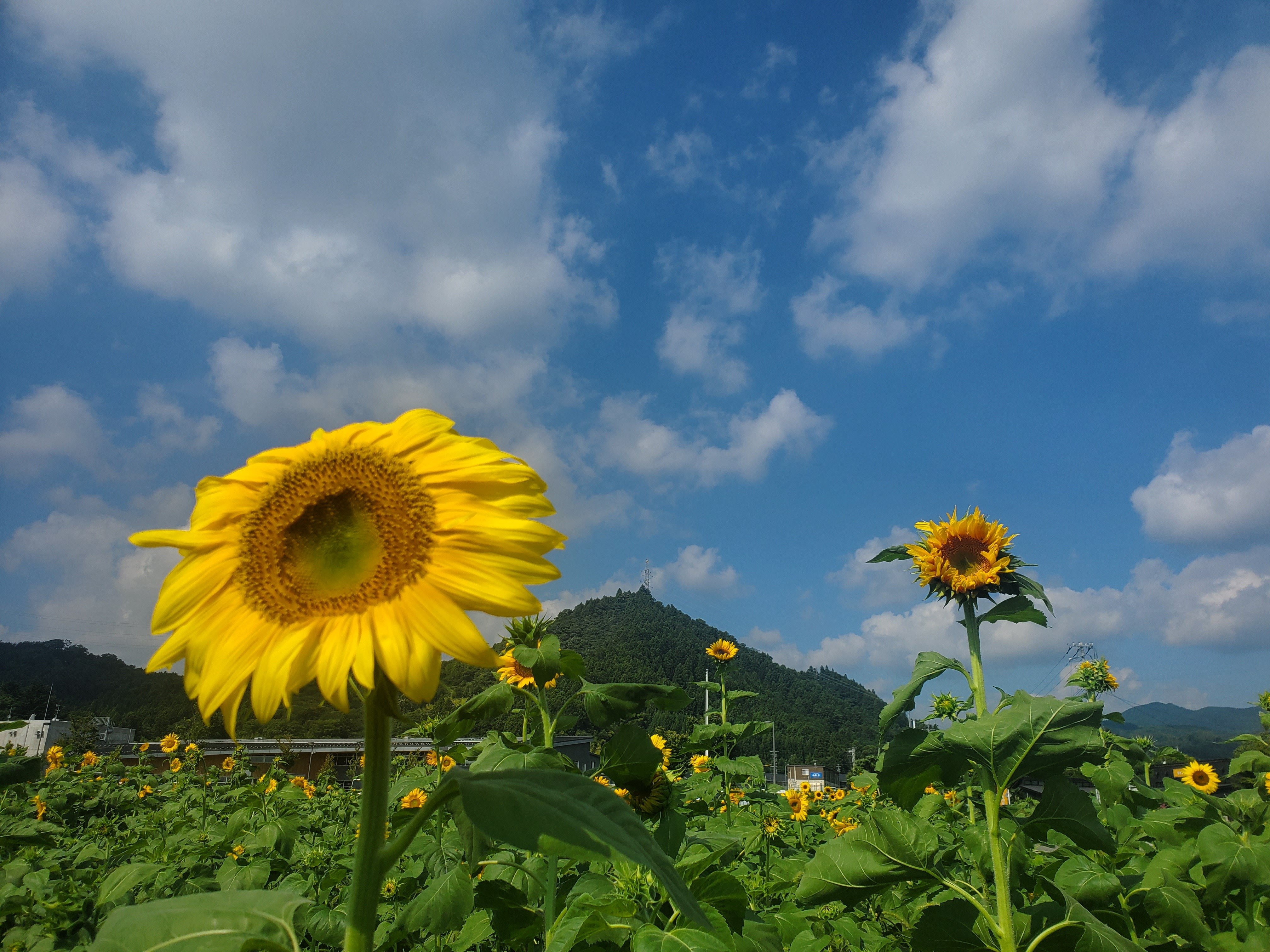 ひまわりが今年も見頃を迎えました2024｜佐藤亜紀(大熊町/Fukushima)