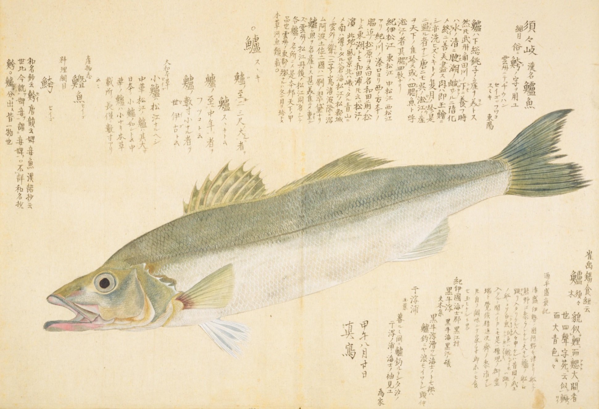 梅園魚品図正】(43) 須々岐（すずき）｜mominaina