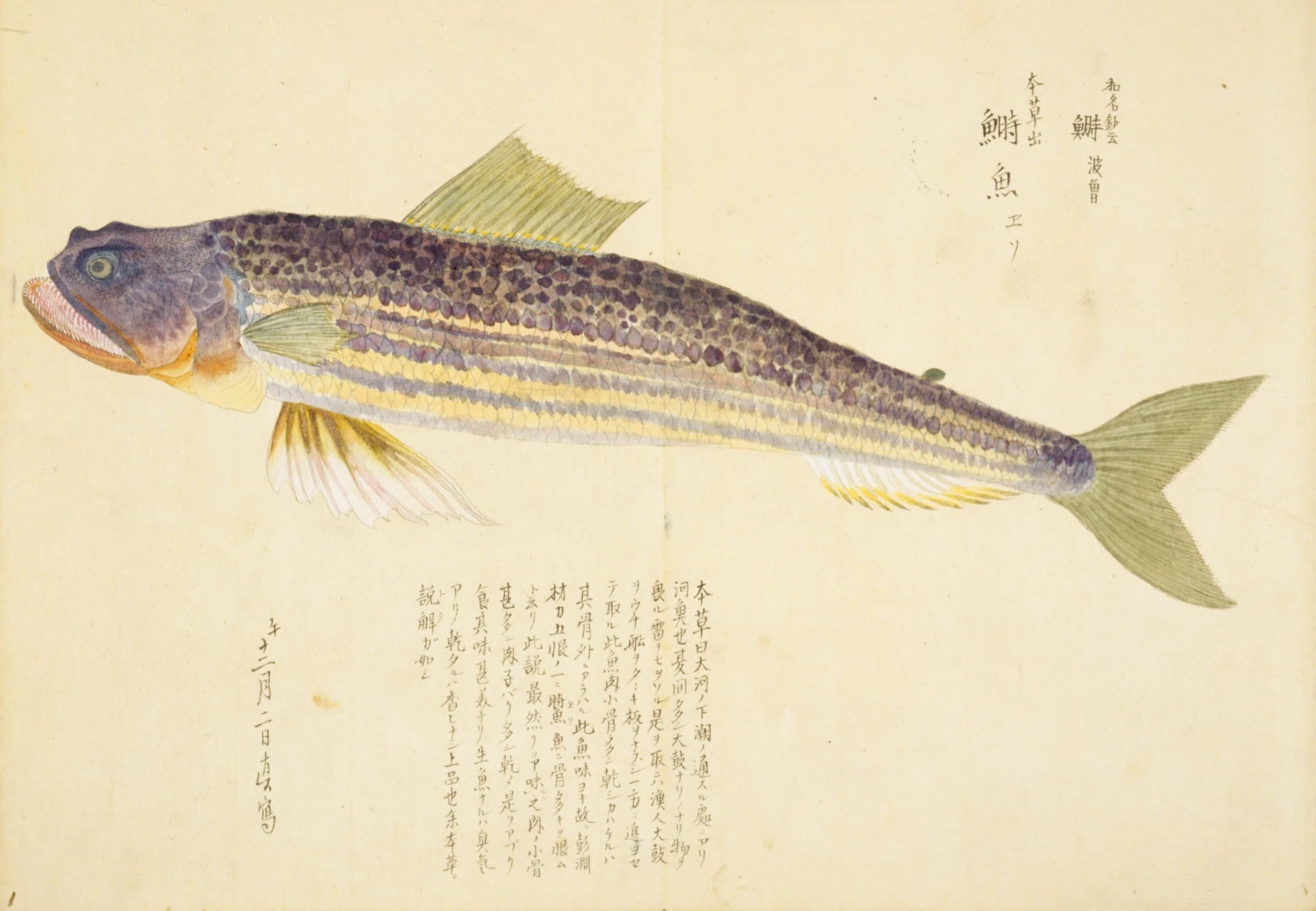 梅園魚品図正】(46) 鰣魚（ゑそ）｜mominaina