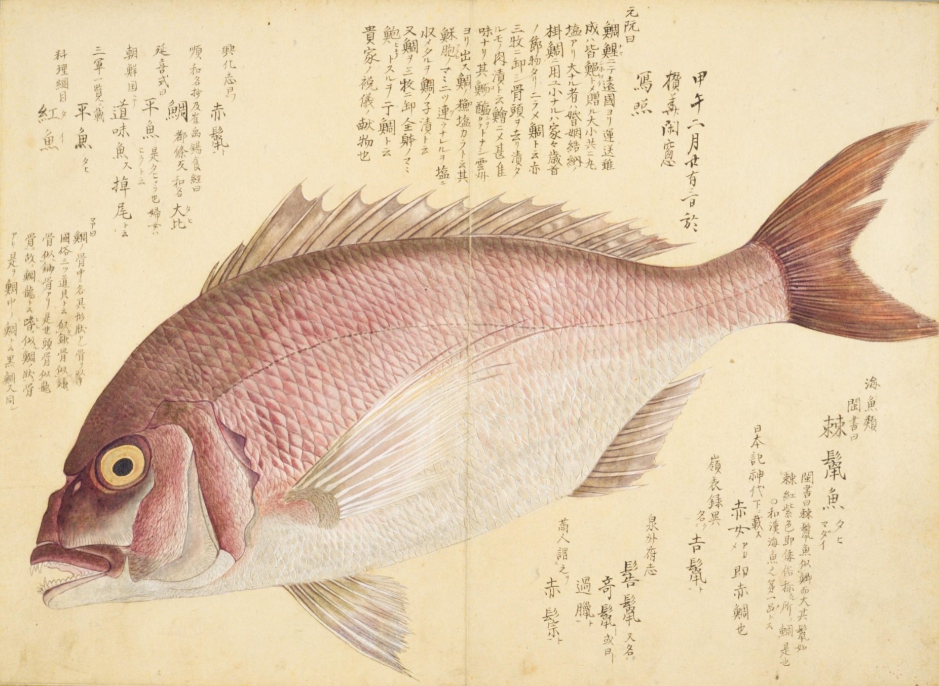 梅園魚品図正】(49) 鯛（たひ）｜mominaina