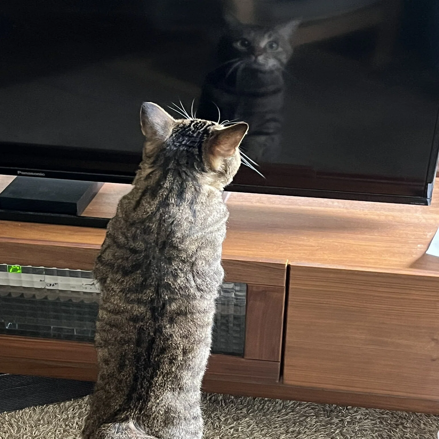 それは怪しいものじゃなくて自分なんよ」テレビ画面を見つめる猫ちゃん 