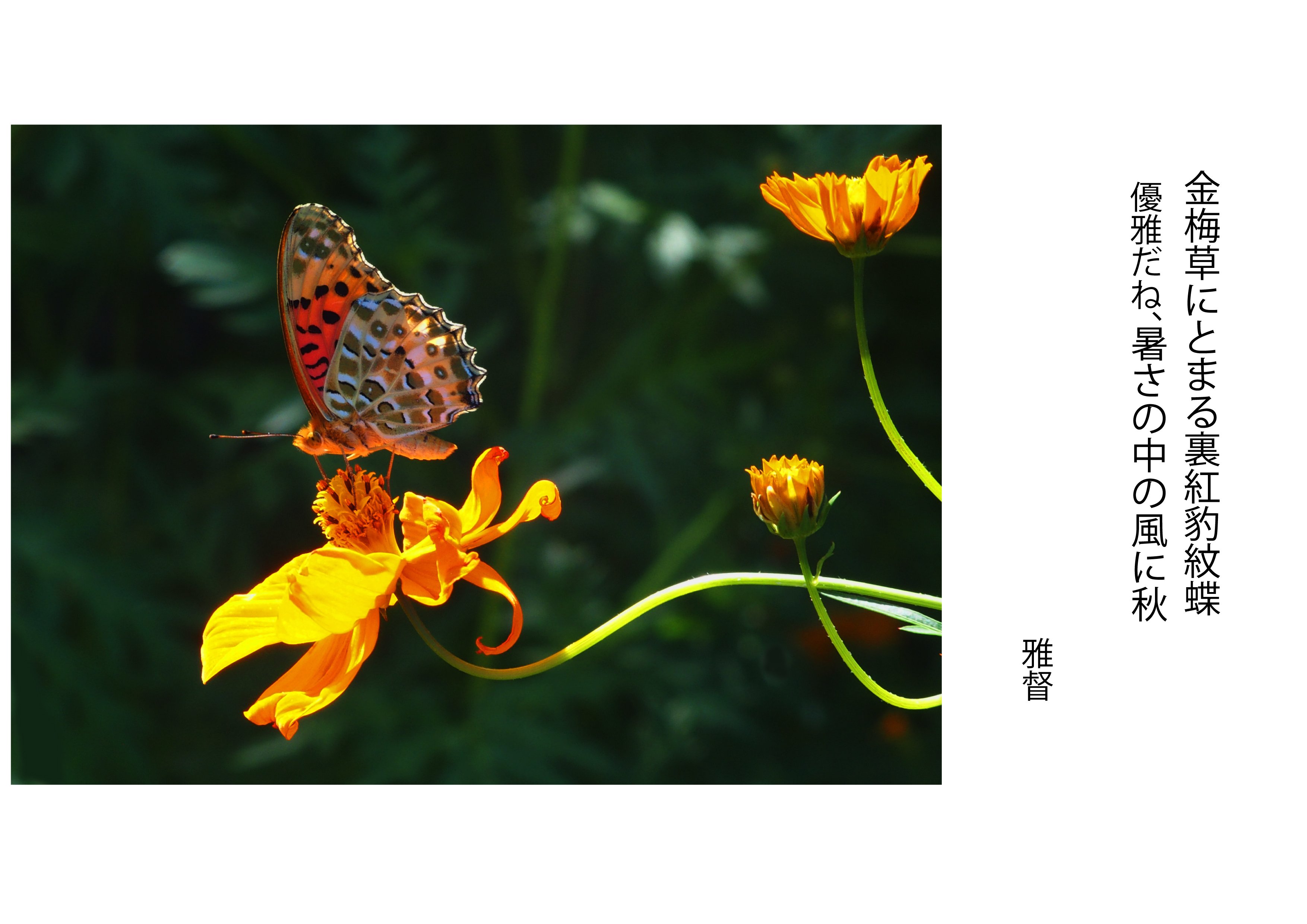 写真を愉しむ 金梅草にとまる裏紅豹紋蝶|gatokukubo 写真を愉しむ 金梅草にとまる裏紅豹紋蝶|gatokukubo