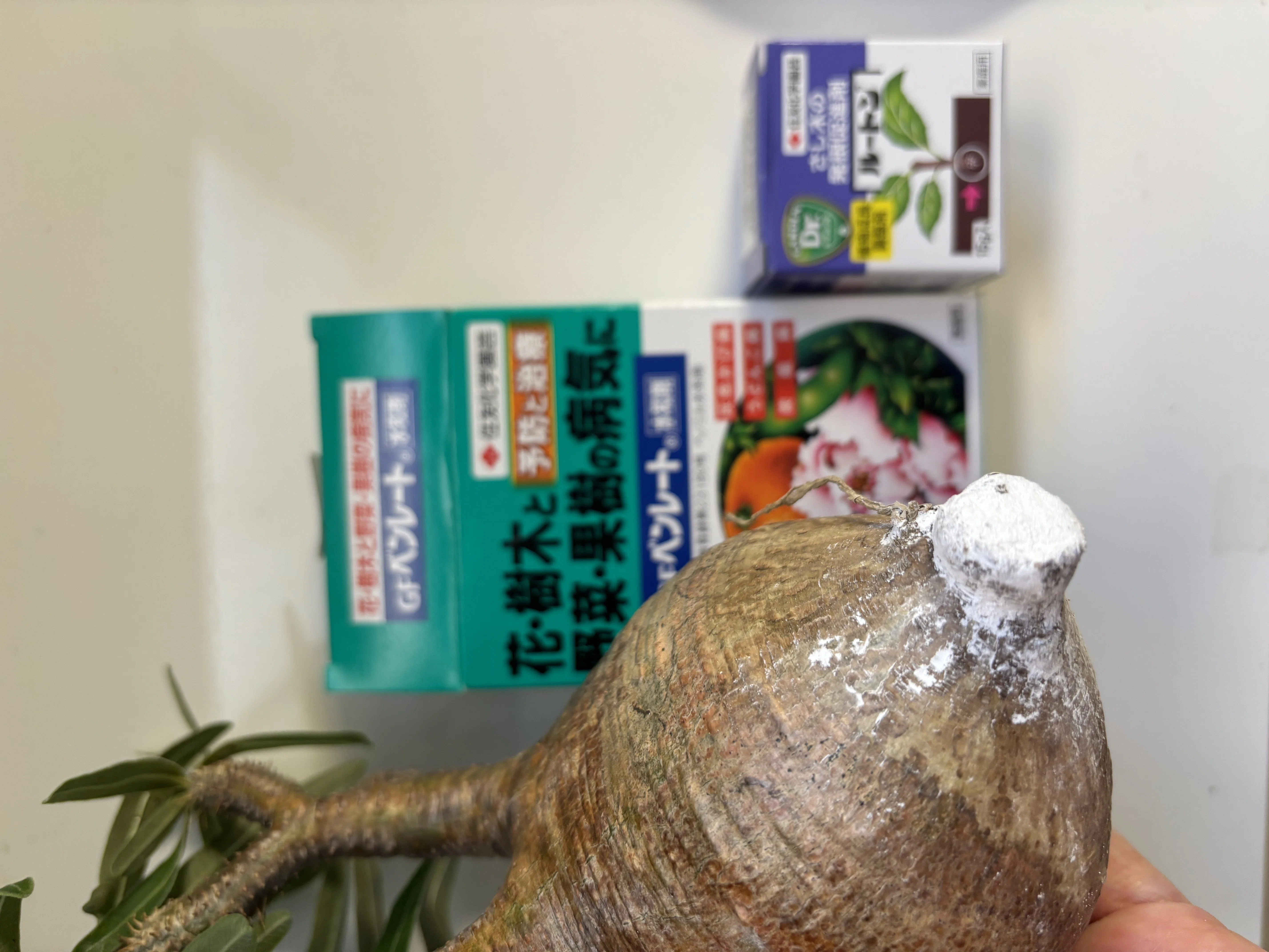 発根管理デビュー（グラキリス編）｜園芸バタフライ