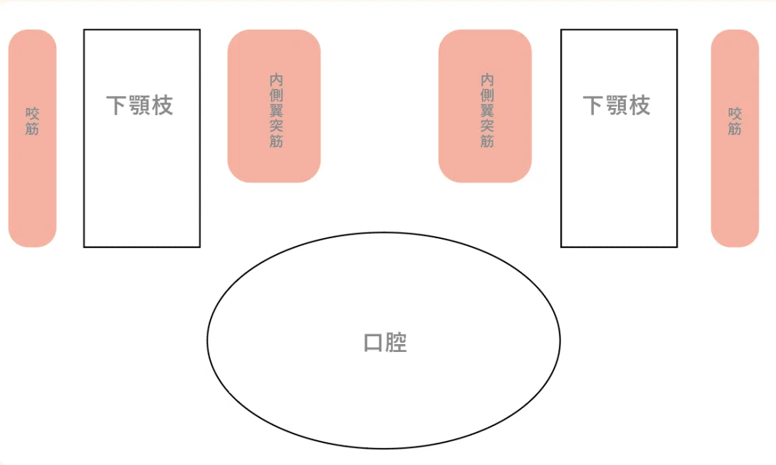 【解剖】隙の覚え方|ころちゃん先生