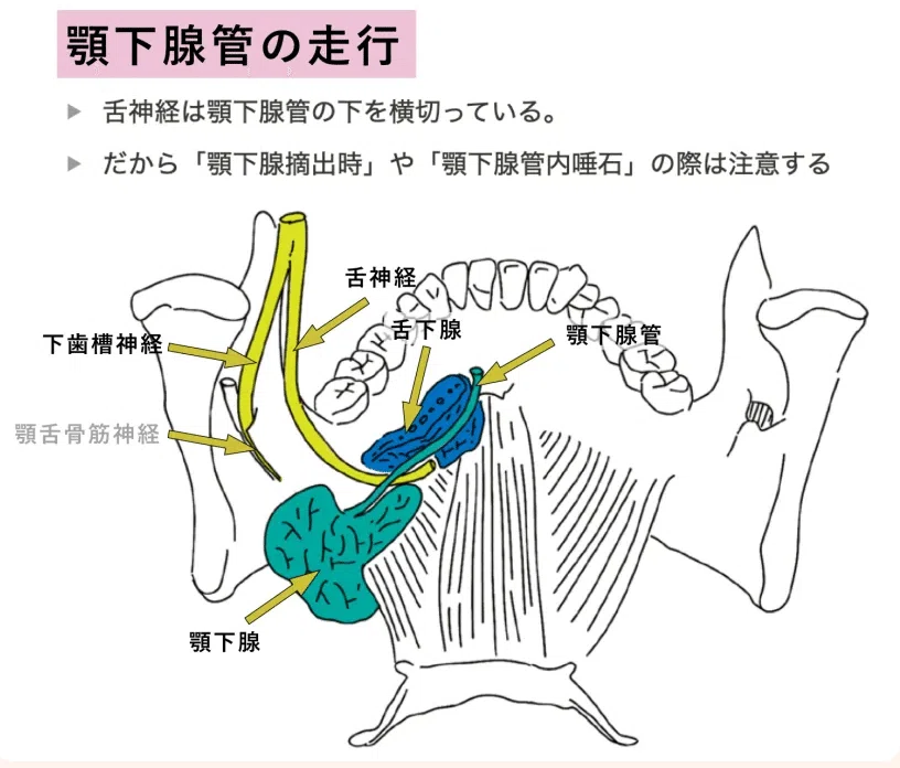 【解剖】隙の覚え方|ころちゃん先生