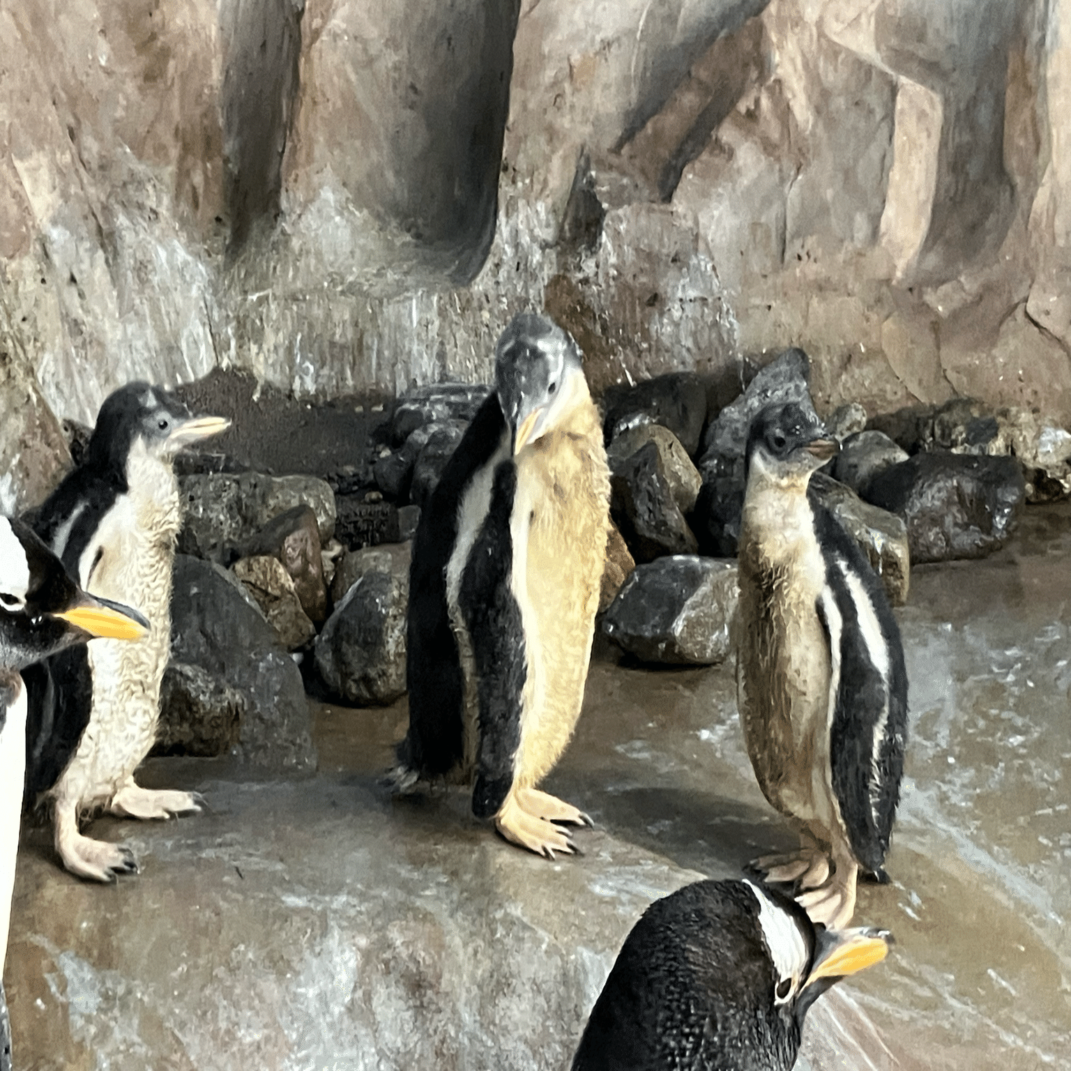 ジェンツーペンギンの雛がすくすくと成長中！｜那須どうぶつ王国公式