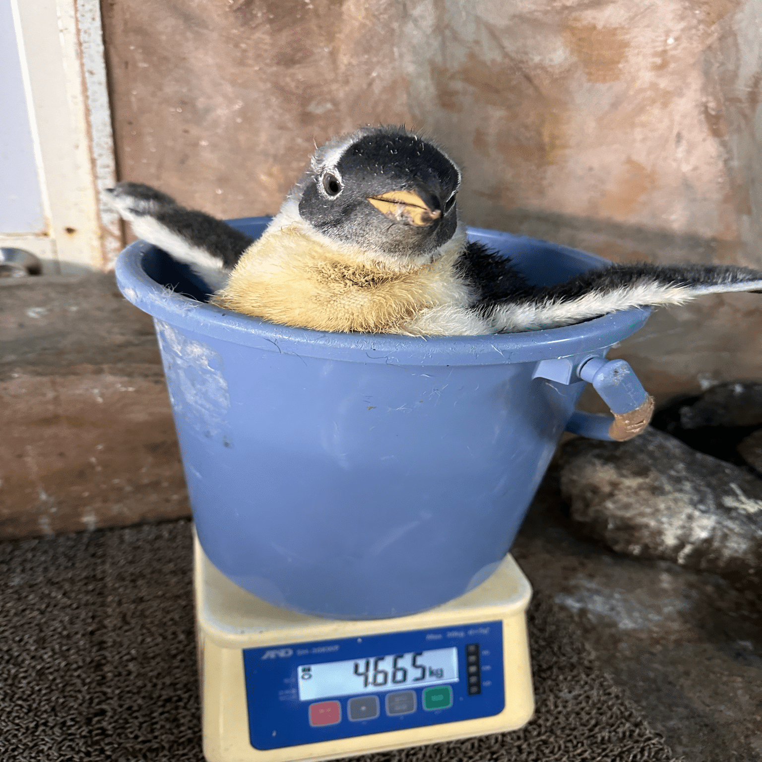 ジェンツーペンギンの雛がすくすくと成長中！｜那須どうぶつ王国公式