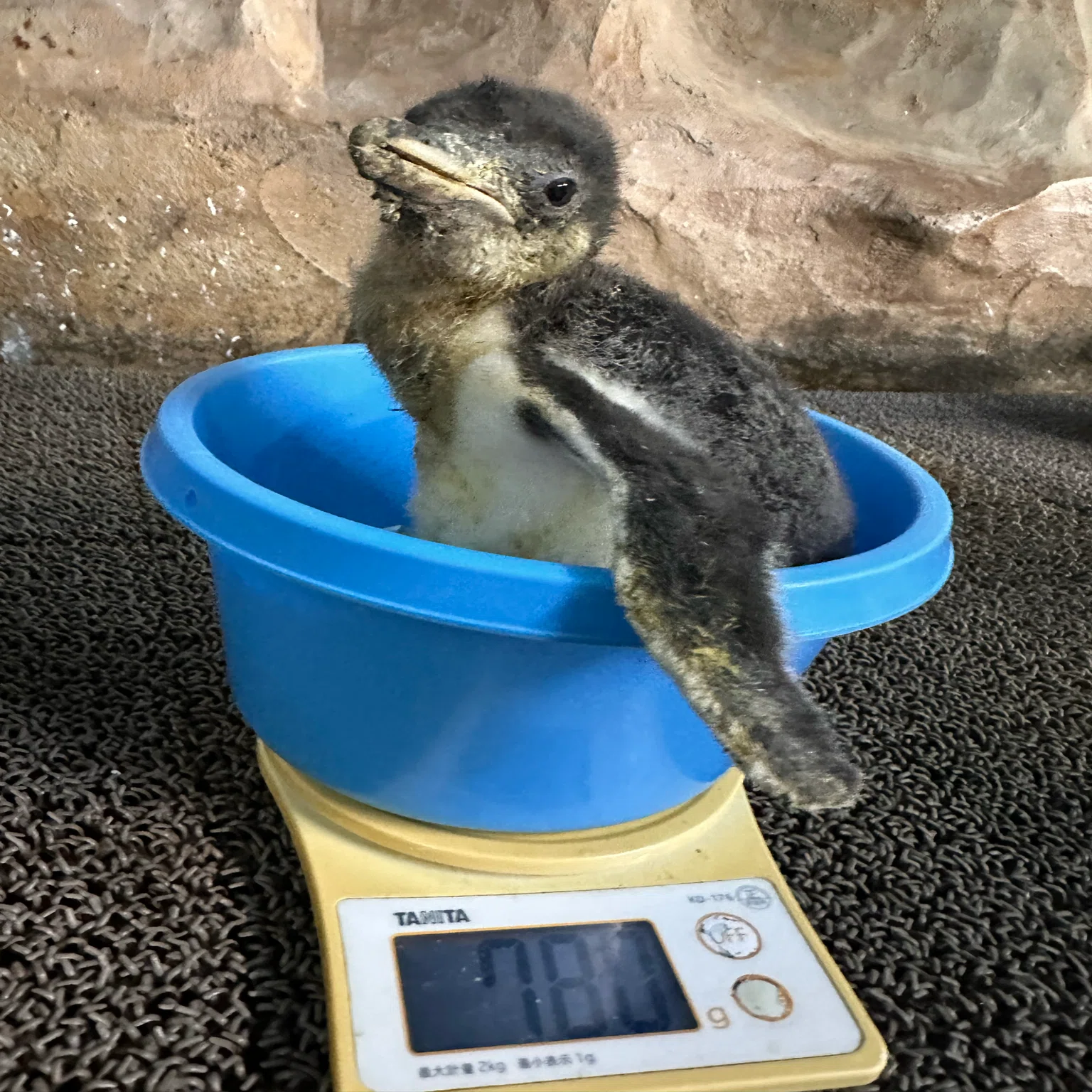 ジェンツーペンギンの雛がすくすくと成長中！｜那須どうぶつ王国公式