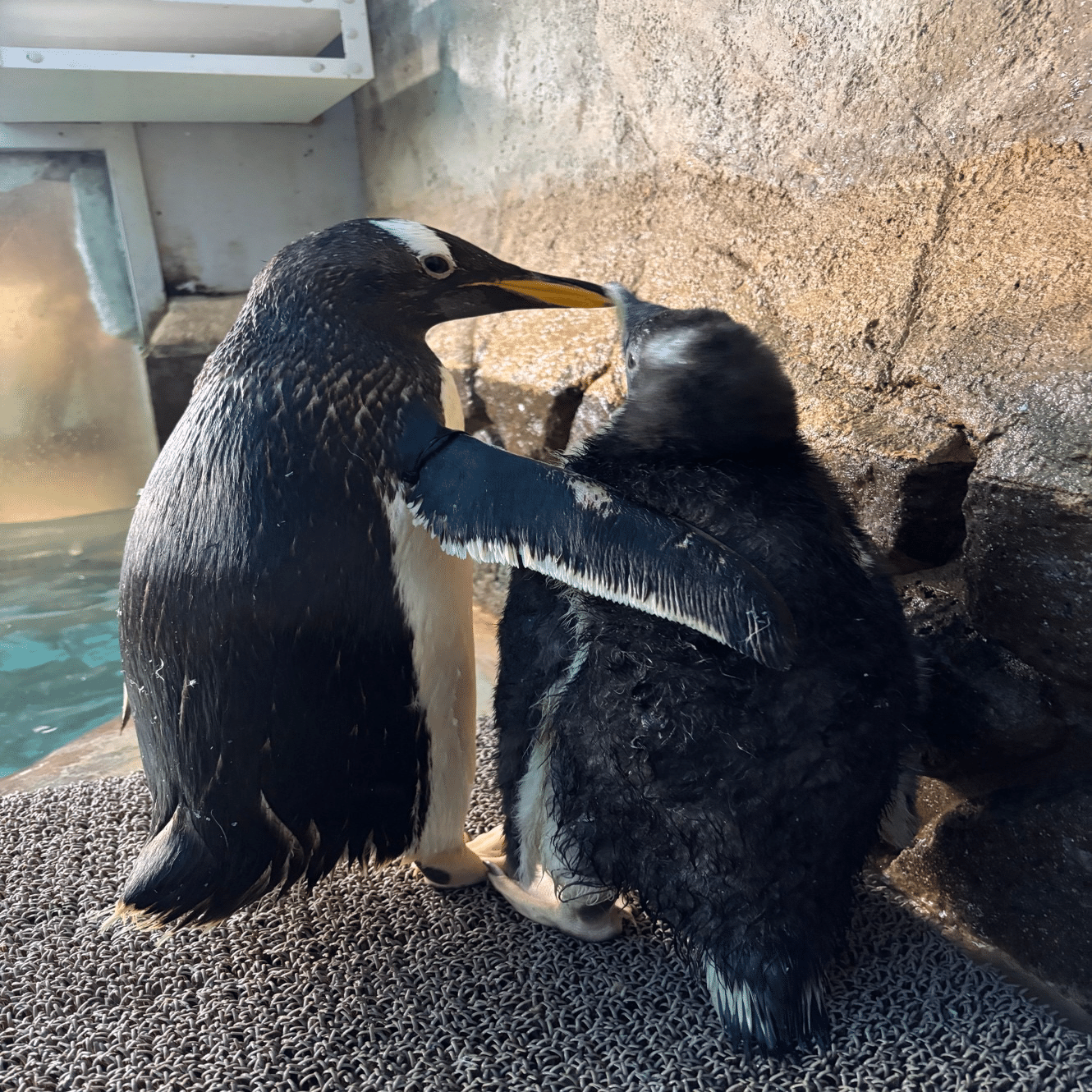 仲良しペンギン ジェンツーペンギンの雛がすくすくと成長中！｜那須どうぶつ王国公式