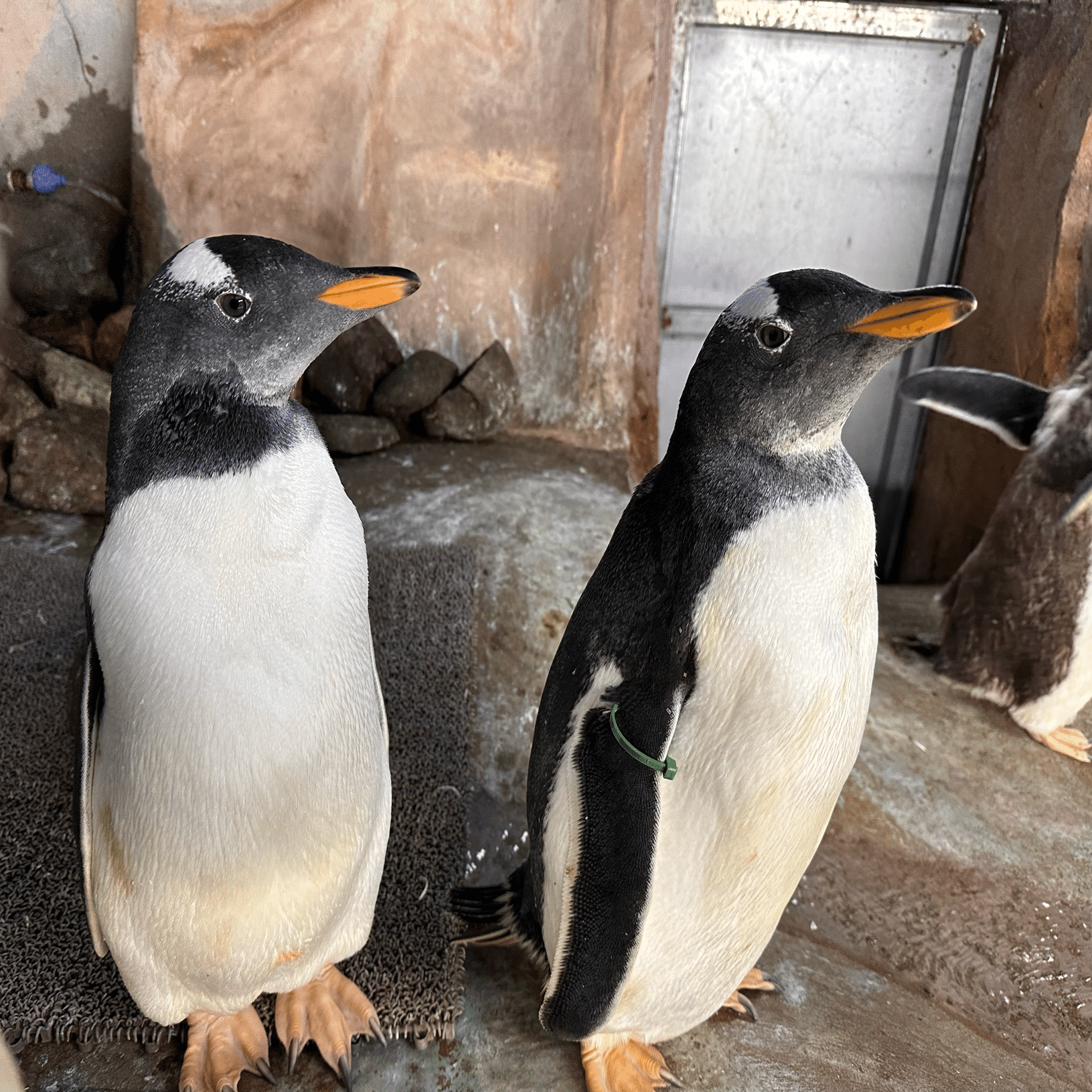 仲良しペンギン ジェンツーペンギンの雛がすくすくと成長中！｜那須どうぶつ王国公式