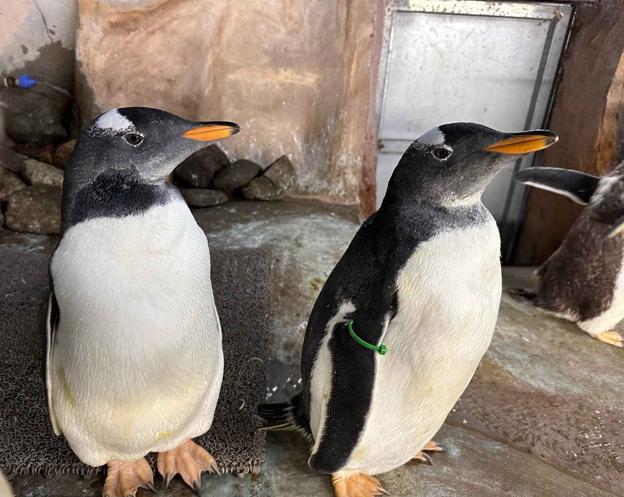 ジェンツーペンギンの雛がすくすくと成長中!|那須どうぶつ王国公式 ジェンツーペンギンの雛がすくすくと成長中!|那須どうぶつ王国公式