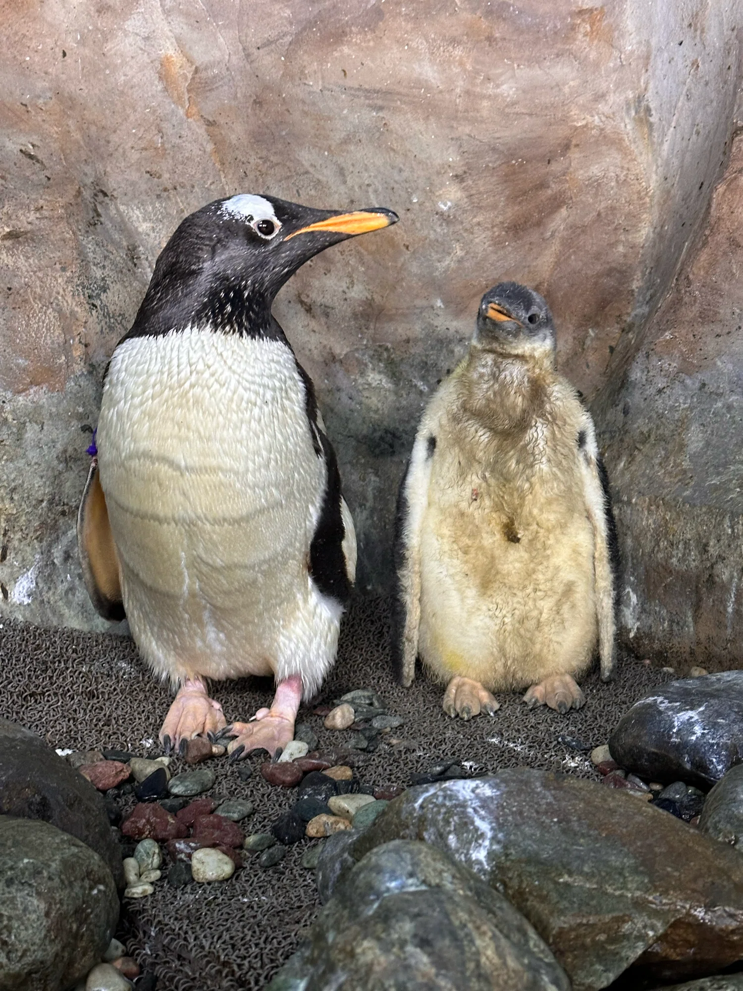 ジェンツーペンギンの雛がすくすくと成長中!|那須どうぶつ王国公式 ジェンツーペンギンの雛がすくすくと成長中!|那須どうぶつ王国公式