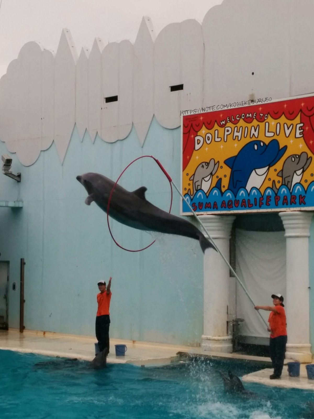 ドルフィンライブ 投稿 