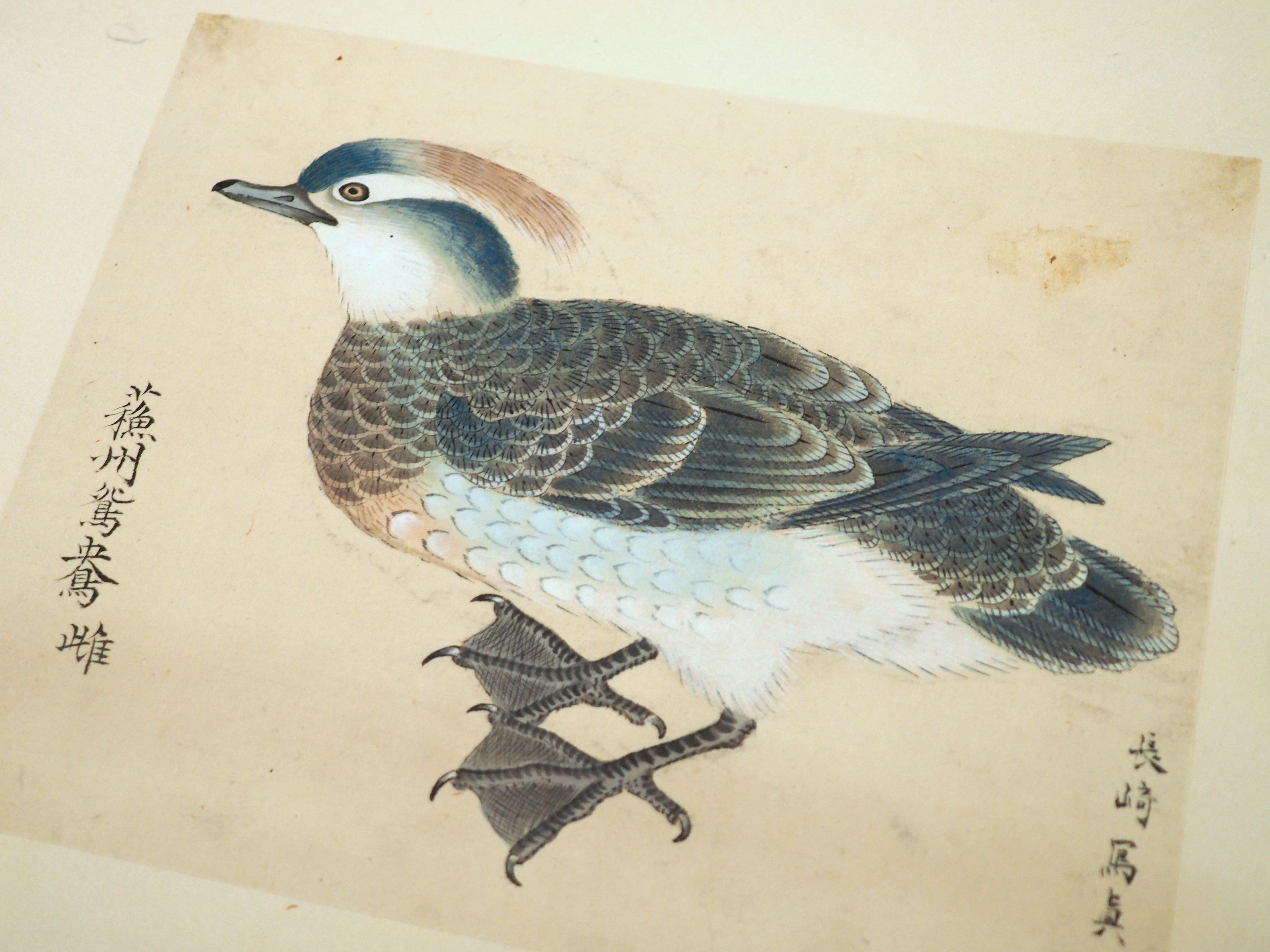 江戸時代の鳥図鑑で“ピングイン”を見っけ！ 堀田正敦の《禽譜