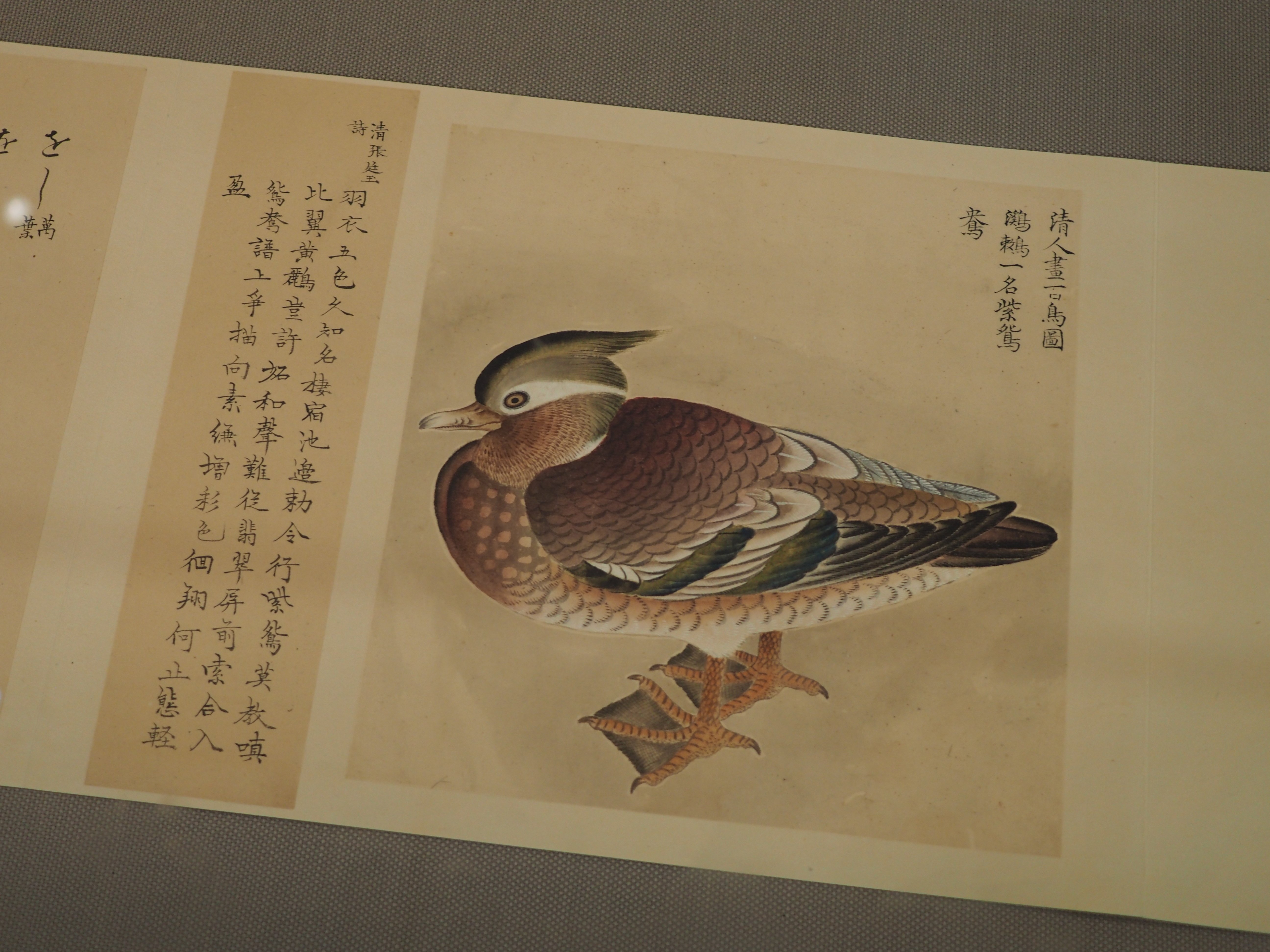 江戸時代の鳥図鑑で“ピングイン”を見っけ! 堀田正敦の《禽譜 江戸時代の鳥図鑑で“ピングイン”を見っけ! 堀田正敦の《禽譜