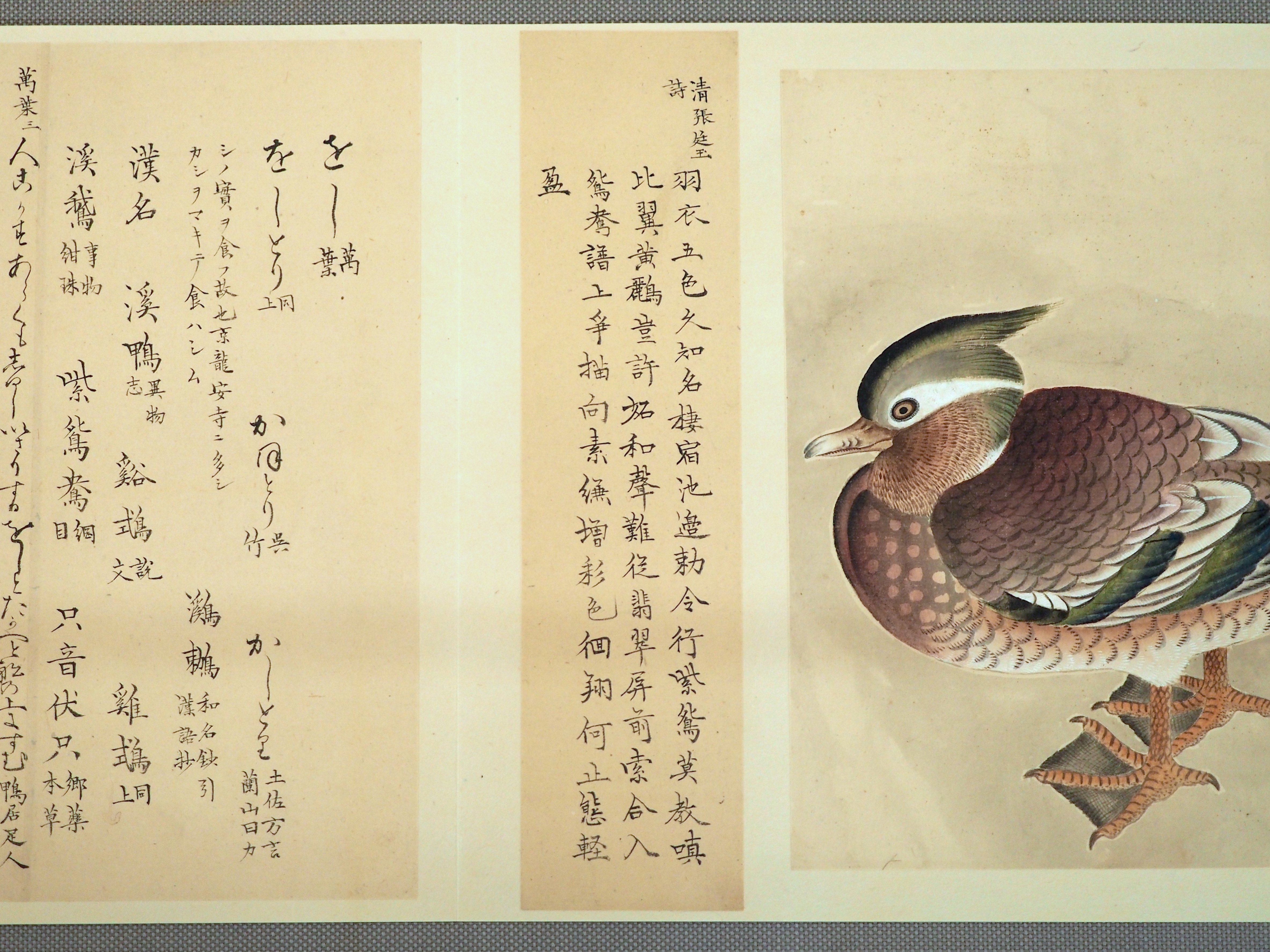 Amazon.co.jp: 江戸鳥類大図鑑 よみがえる江戸鳥学の精華『観文