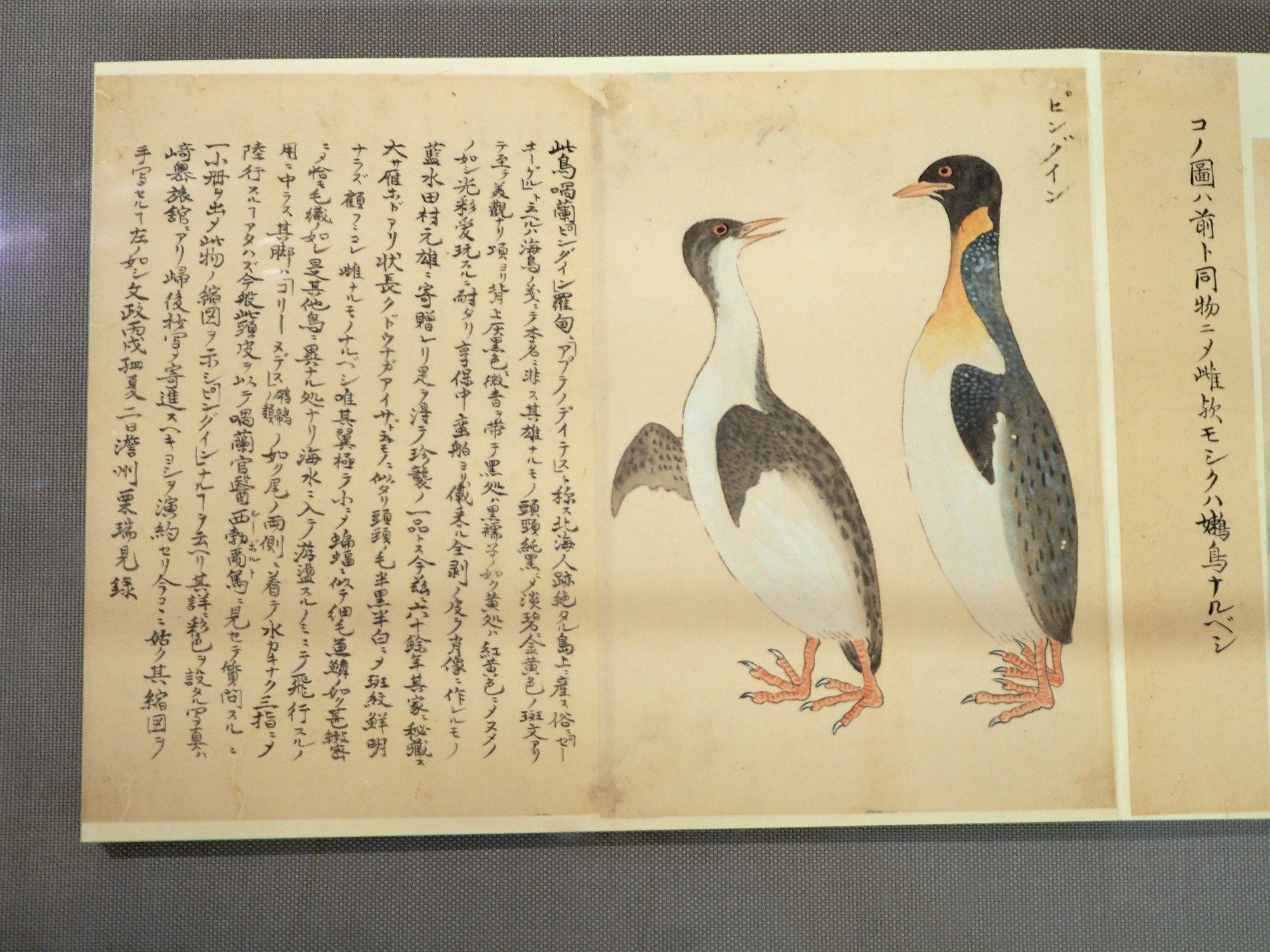 江戸時代の鳥図鑑で“ピングイン”を見っけ! 堀田正敦の《禽譜 江戸時代の鳥図鑑で“ピングイン”を見っけ! 堀田正敦の《禽譜
