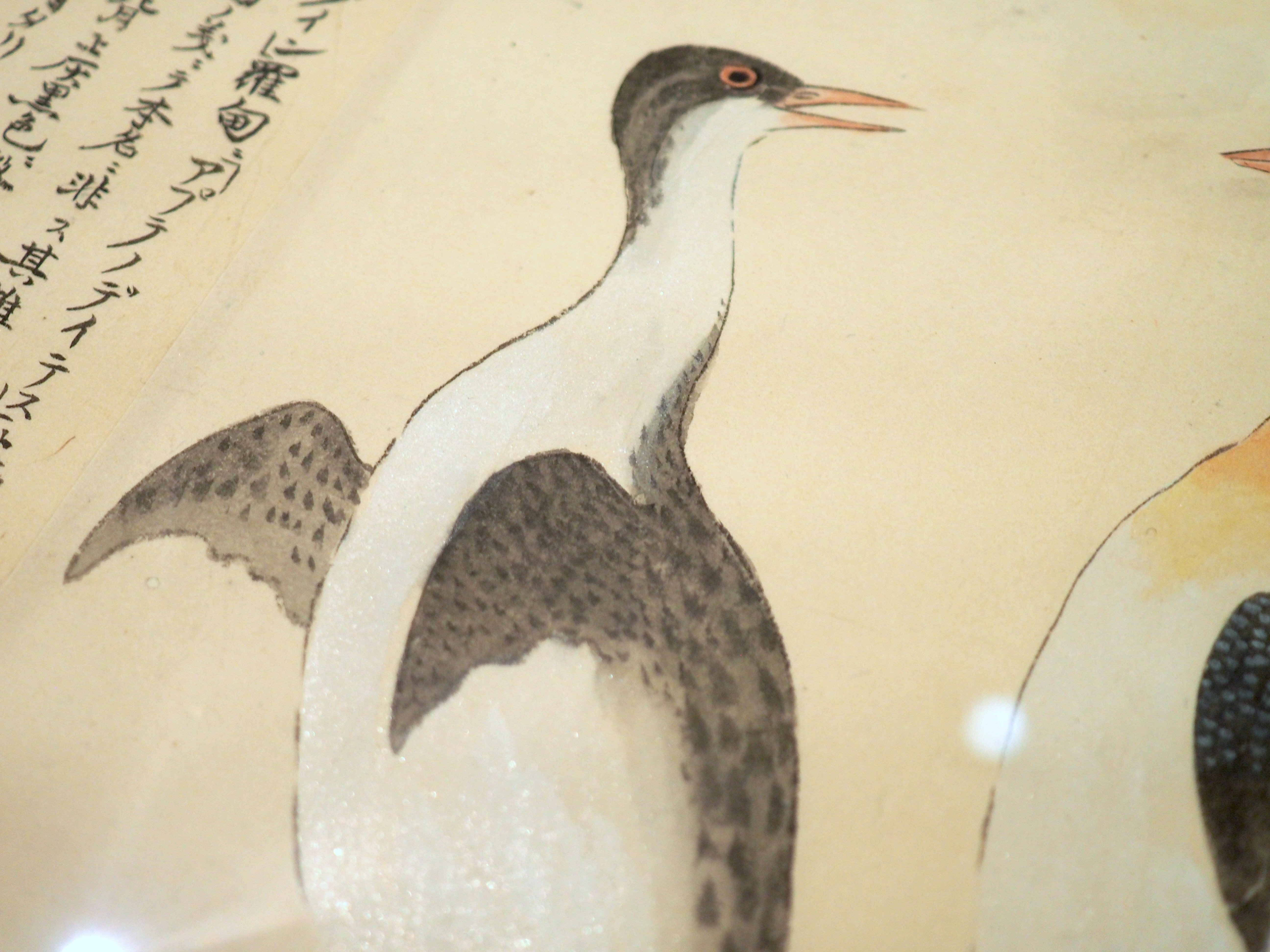 Amazon.co.jp: 鳳凰から野鳥まで幅広く載った当時の貴重な本江戸