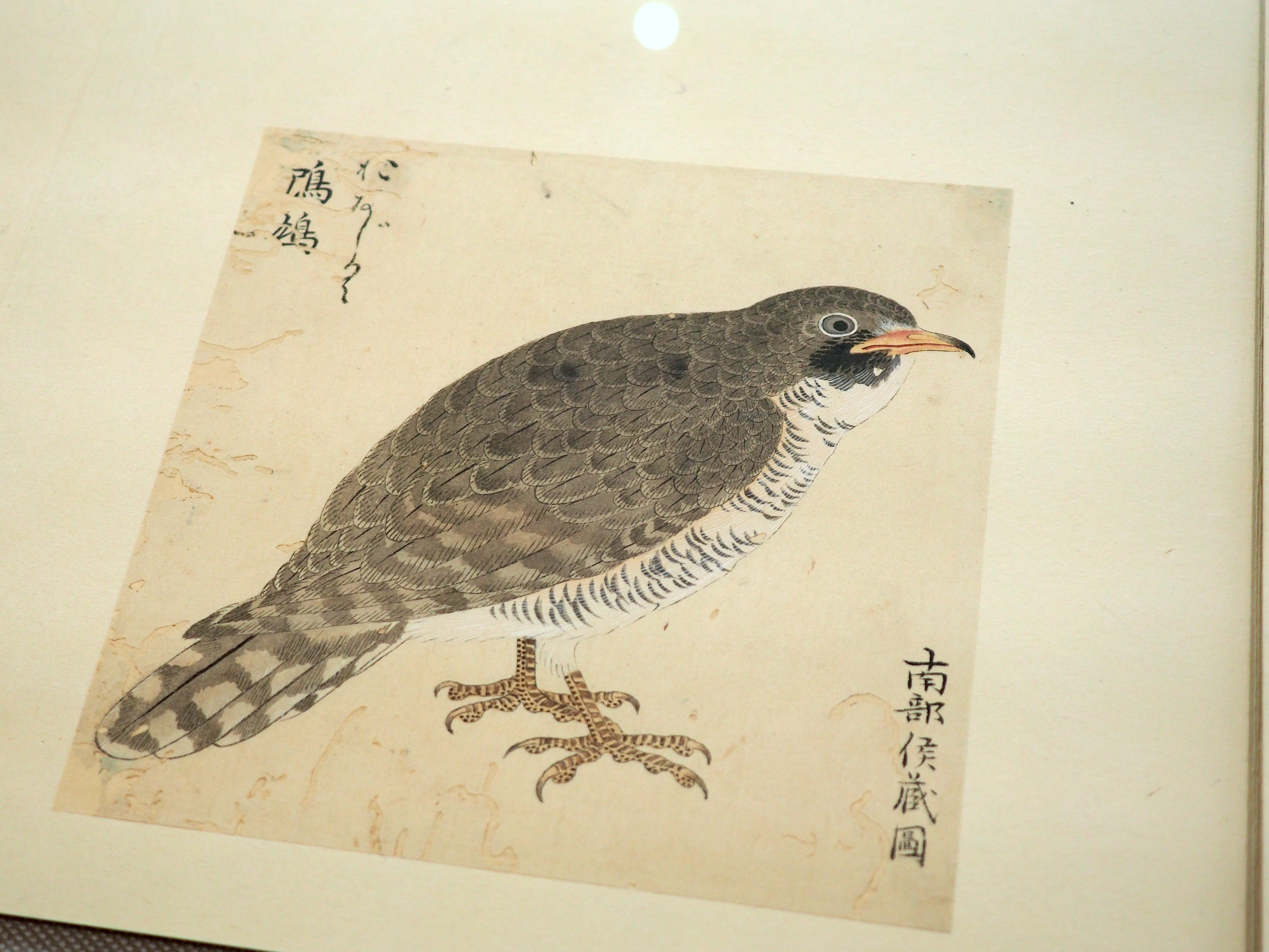 江戸時代の鳥図鑑で“ピングイン”を見っけ！ 堀田正敦の《禽譜