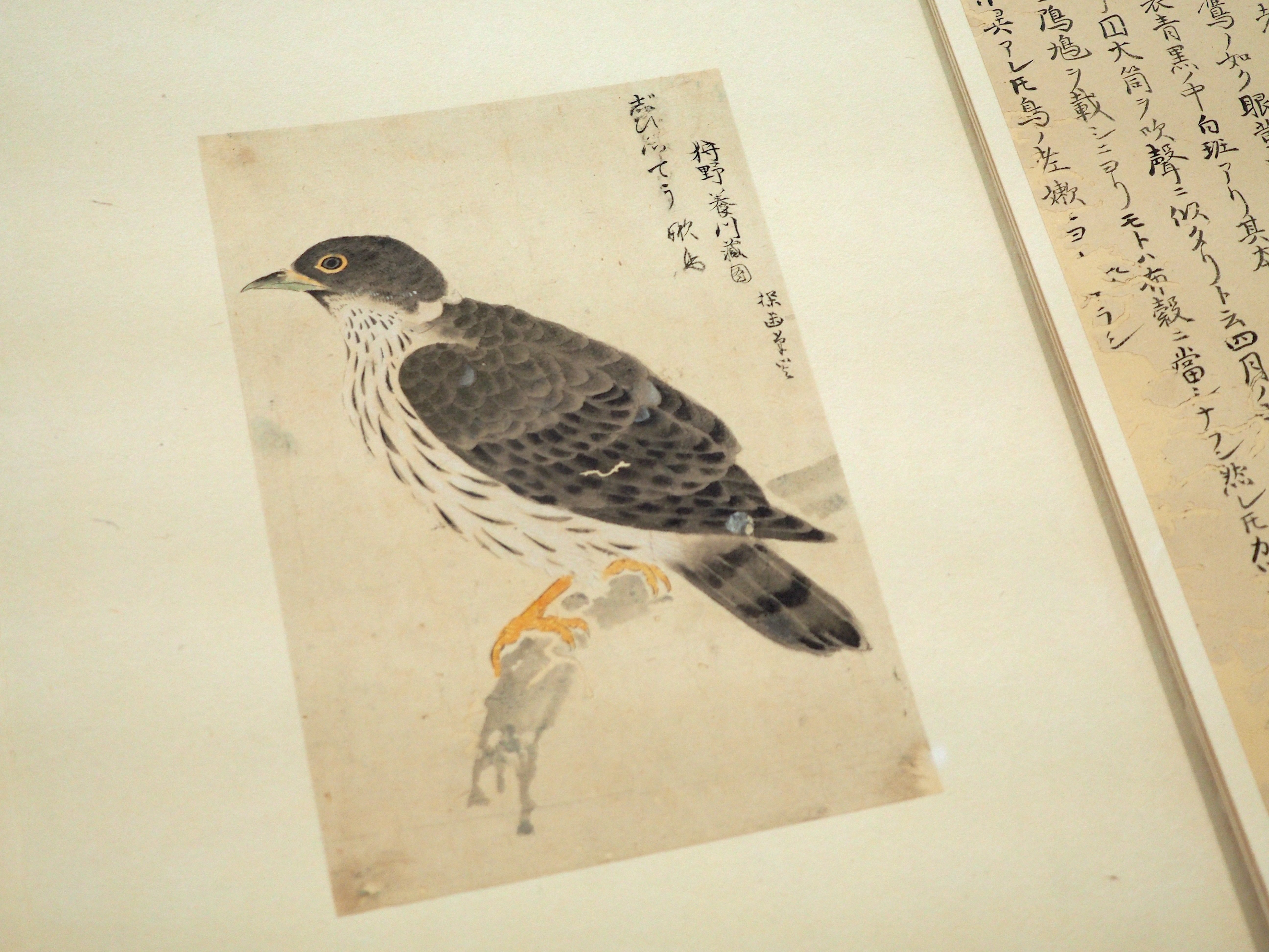 江戸時代の鳥図鑑で“ピングイン”を見っけ！ 堀田正敦の《禽譜