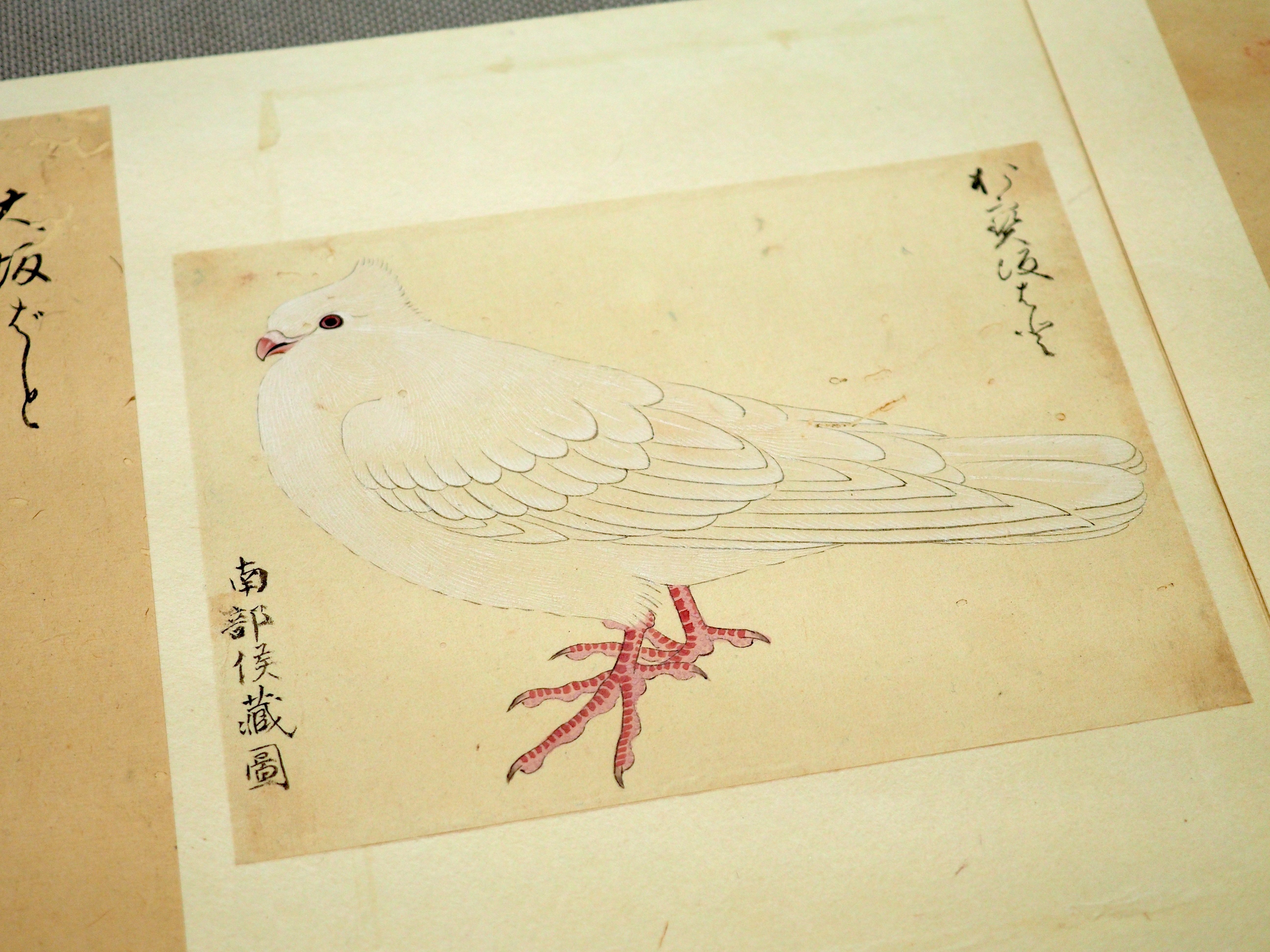 江戸時代の鳥図鑑で“ピングイン”を見っけ! 堀田正敦の《禽譜 江戸時代の鳥図鑑で“ピングイン”を見っけ! 堀田正敦の《禽譜