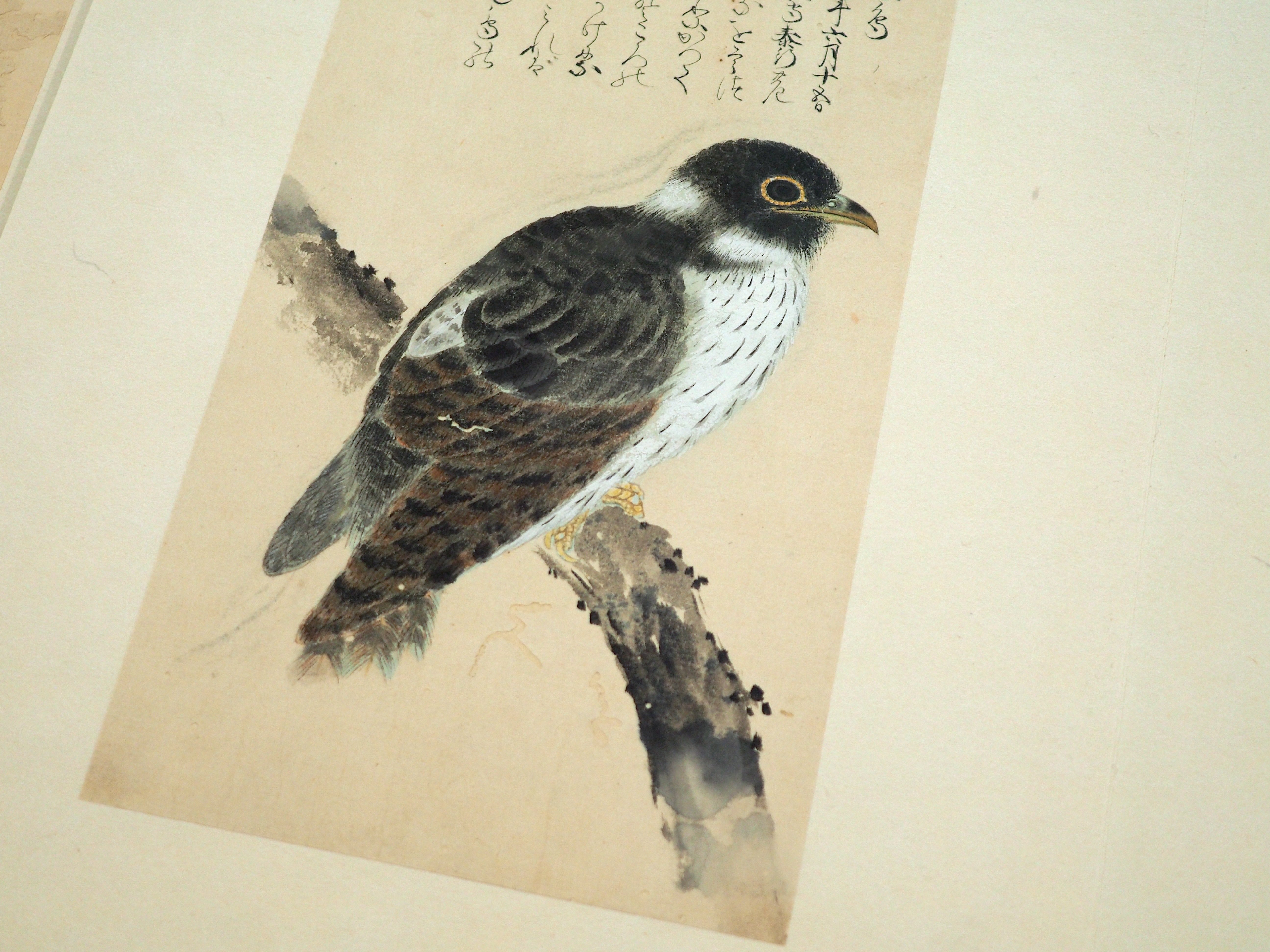 江戸時代の鳥図鑑で“ピングイン”を見っけ! 堀田正敦の《禽譜 江戸時代の鳥図鑑で“ピングイン”を見っけ! 堀田正敦の《禽譜