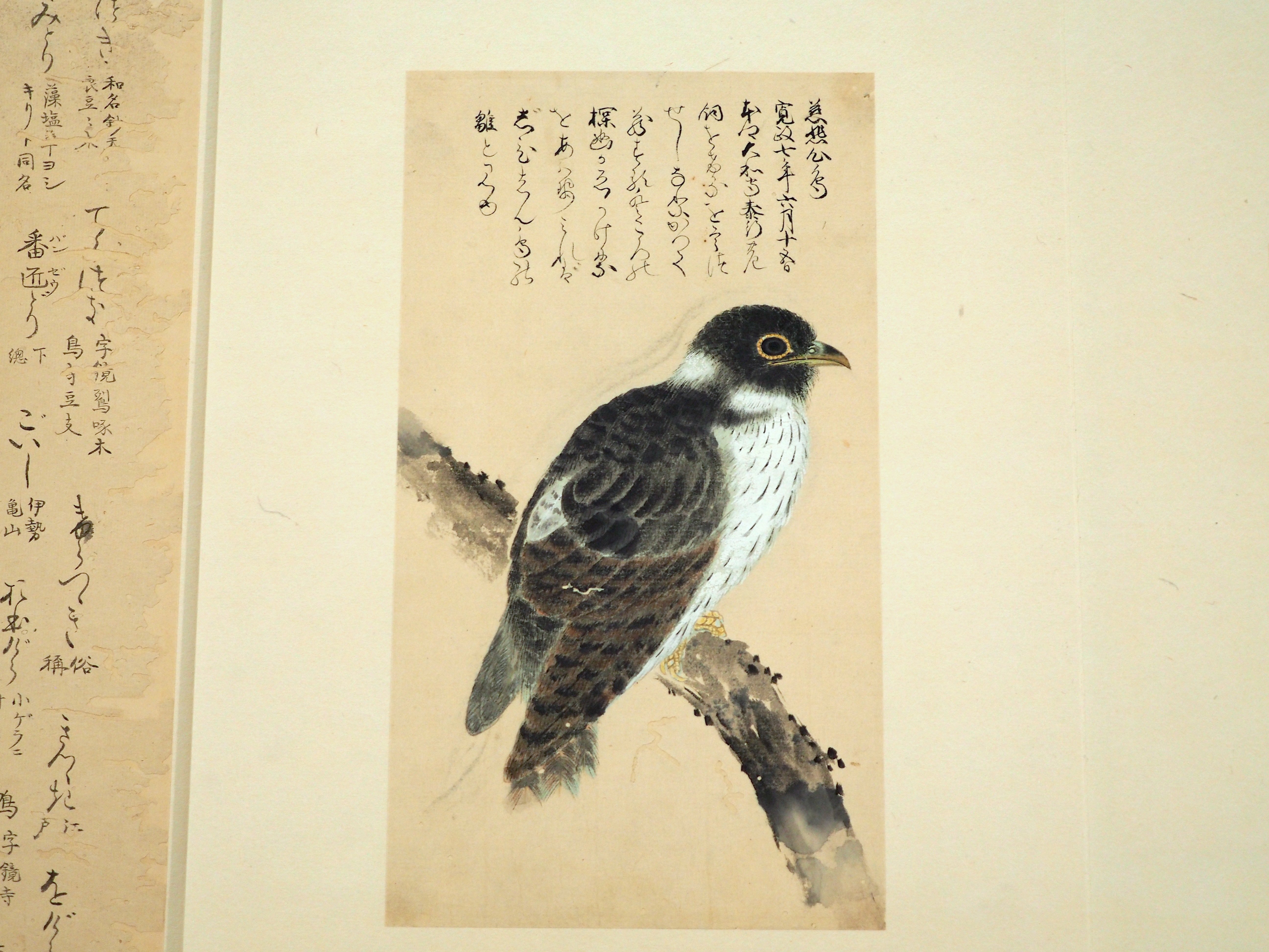 江戸時代の鳥図鑑で“ピングイン”を見っけ！ 堀田正敦の《禽譜
