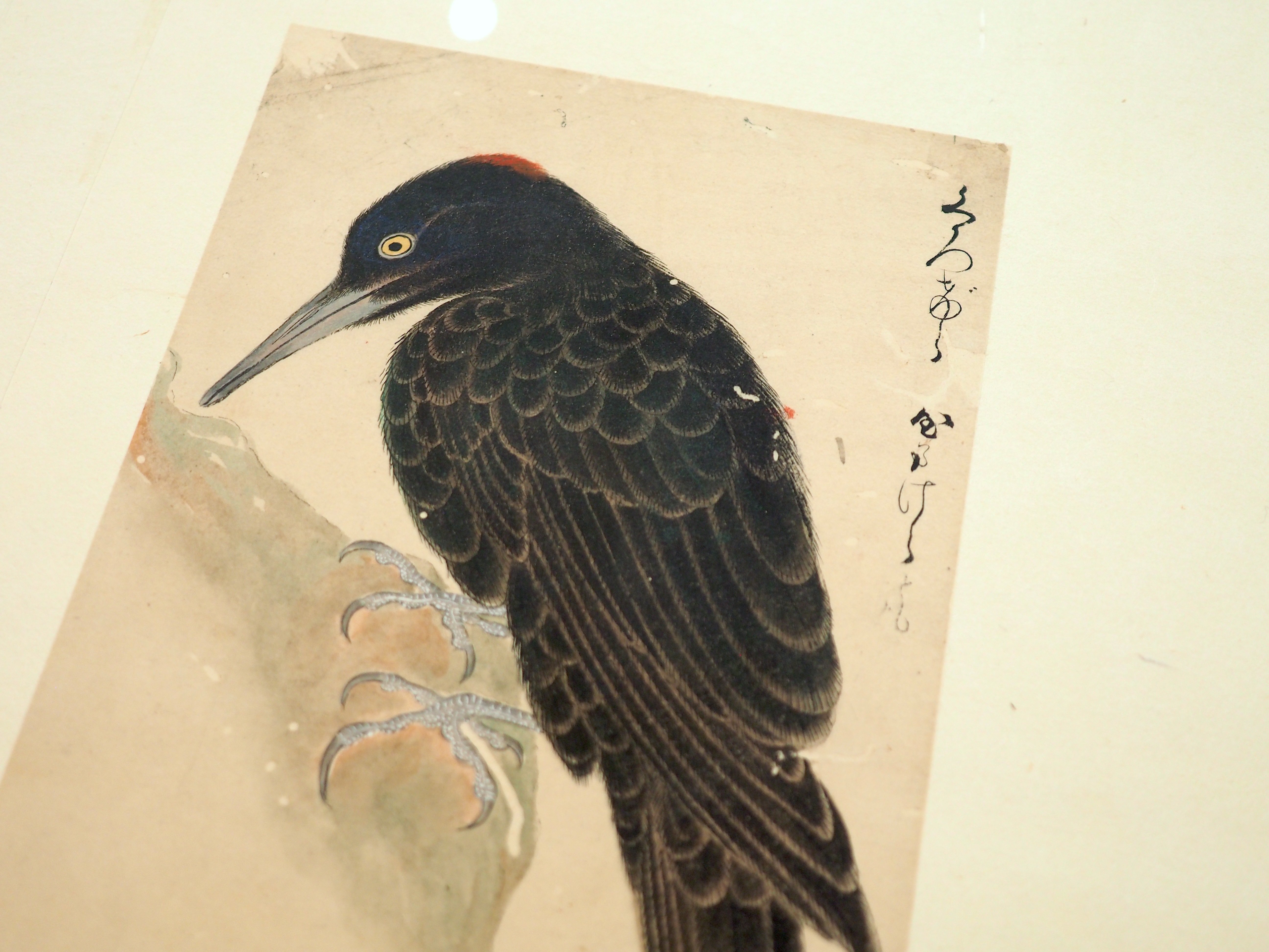 江戸時代の鳥図鑑で“ピングイン”を見っけ! 堀田正敦の《禽譜 江戸時代の鳥図鑑で“ピングイン”を見っけ! 堀田正敦の《禽譜