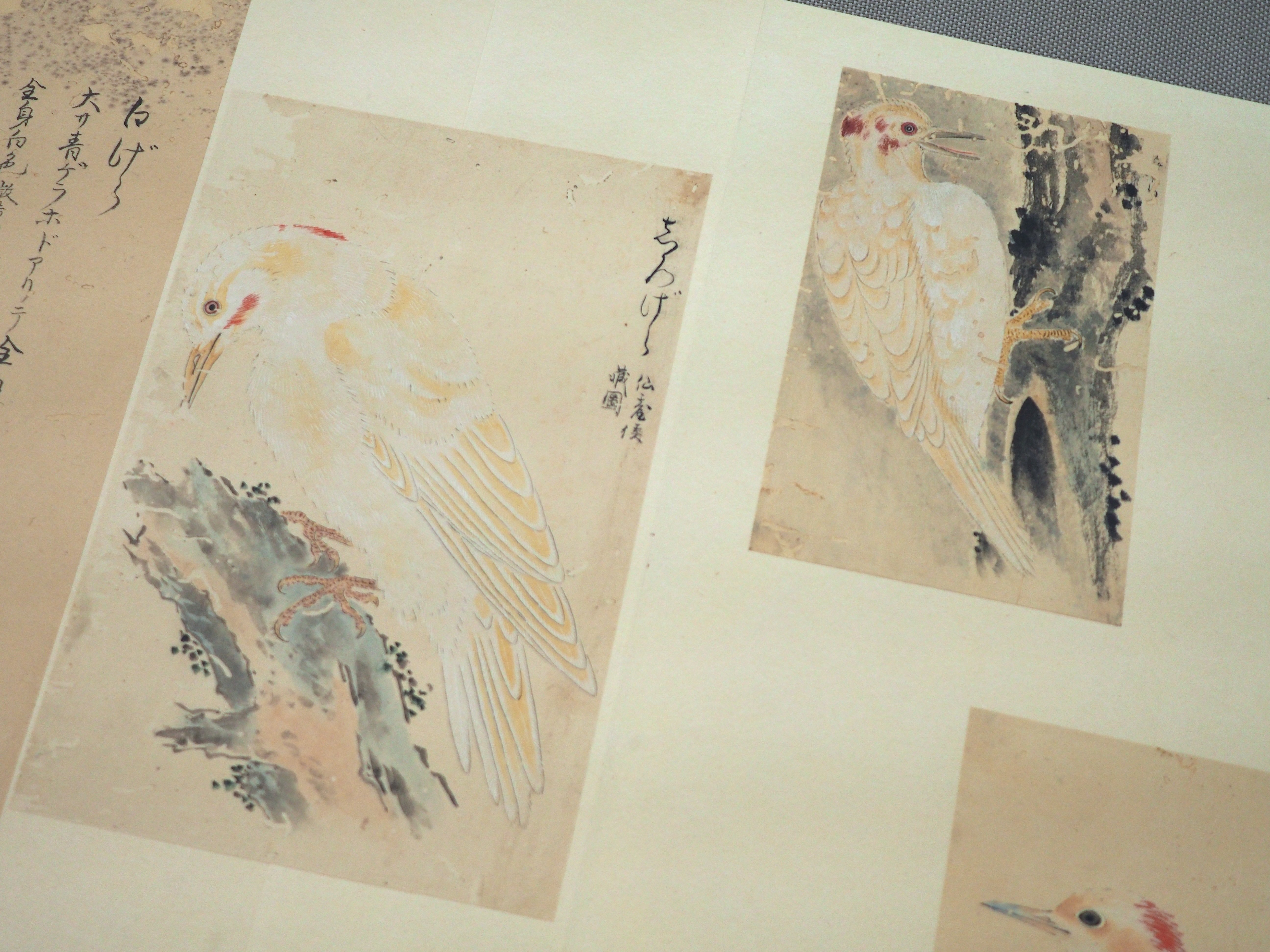 江戸時代の鳥図鑑で“ピングイン”を見っけ！ 堀田正敦の《禽譜