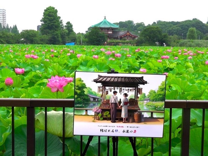 上野不忍池の蓮』｜writer1623kita