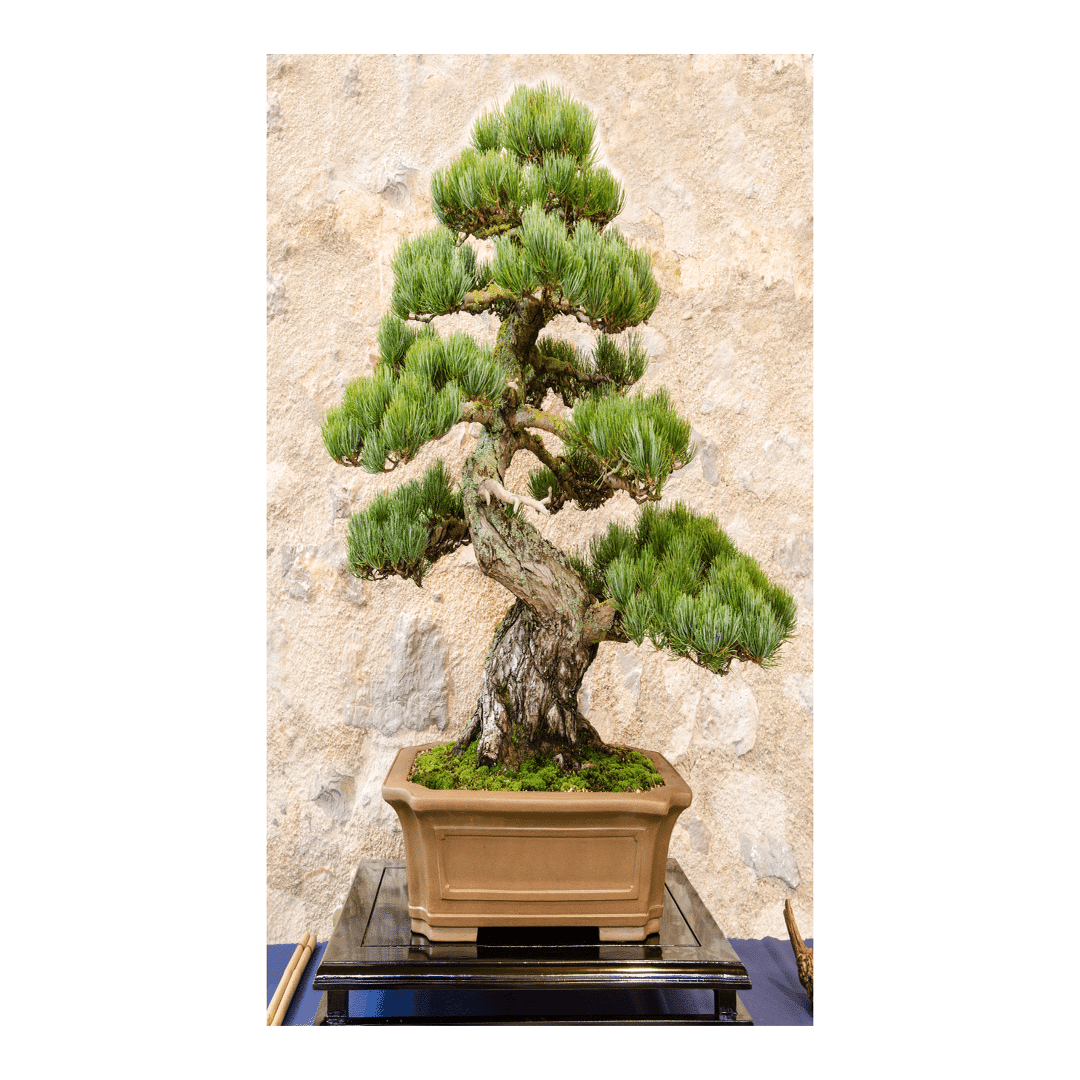 盆栽初心者が、『2万円の五葉松』を購入するまで迷走した話。｜コウヤ