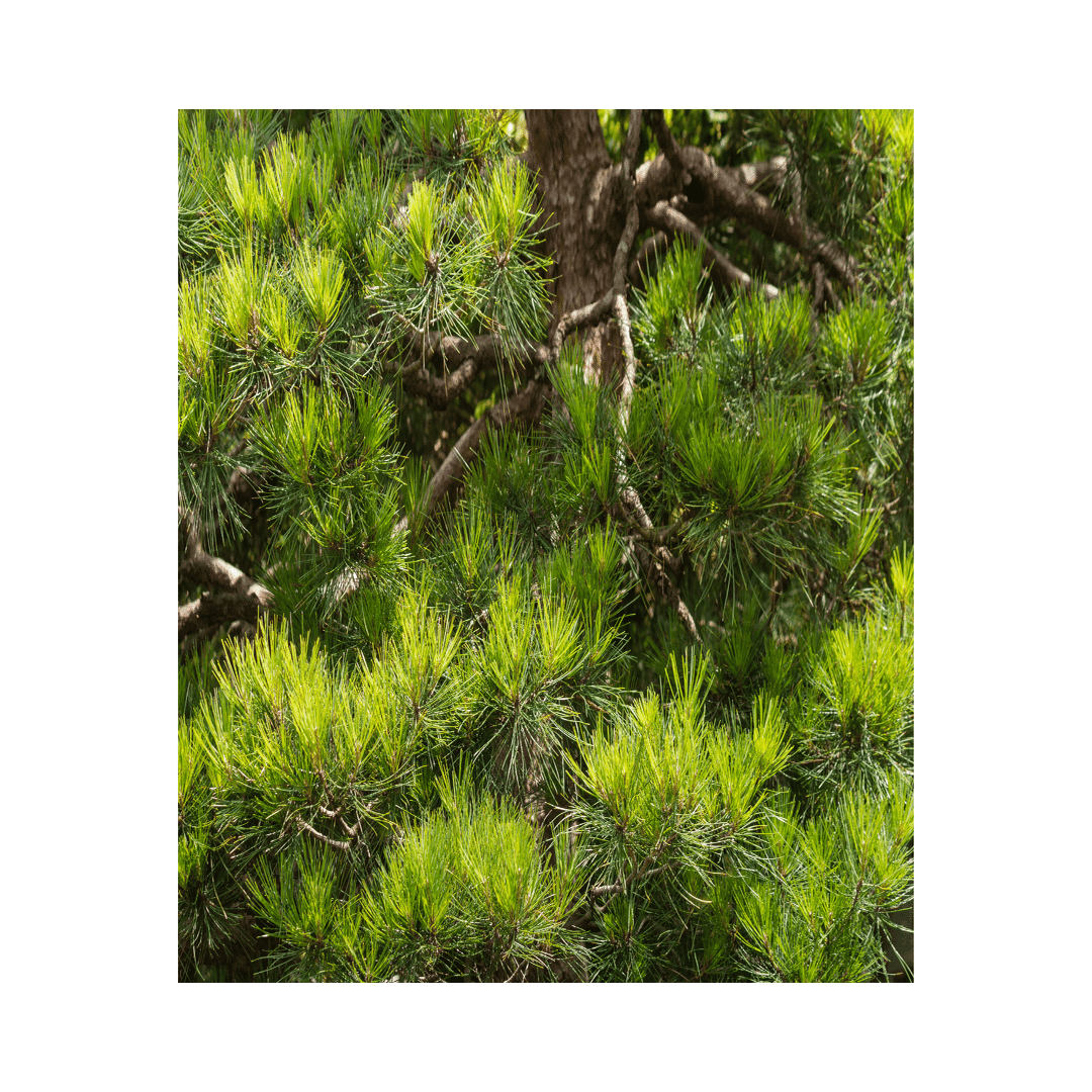 盆栽初心者が、『2万円の五葉松』を購入するまで迷走した話。｜コウヤ