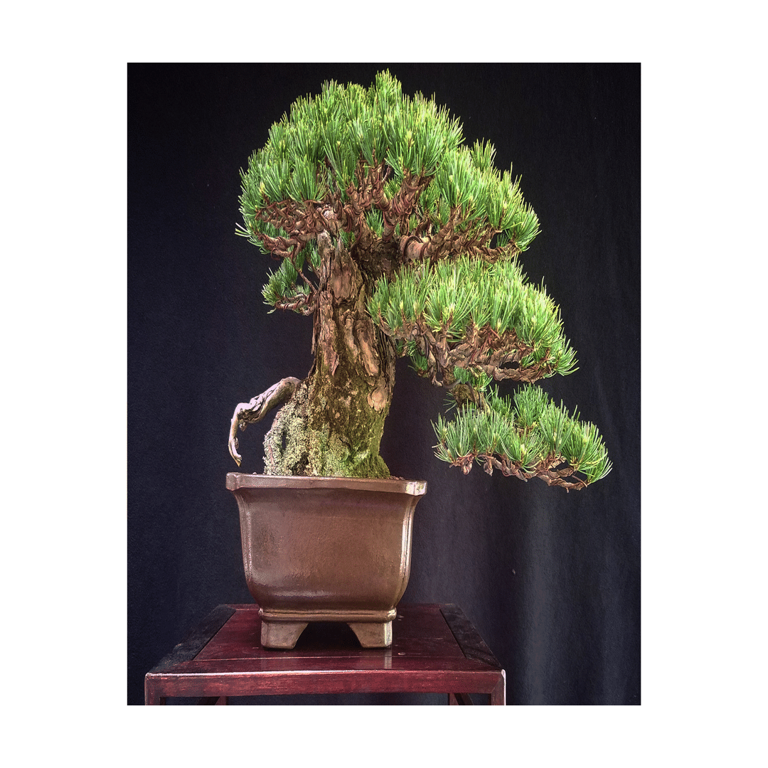 盆栽初心者が、『2万円の五葉松』を購入するまで迷走した話。｜コウヤ