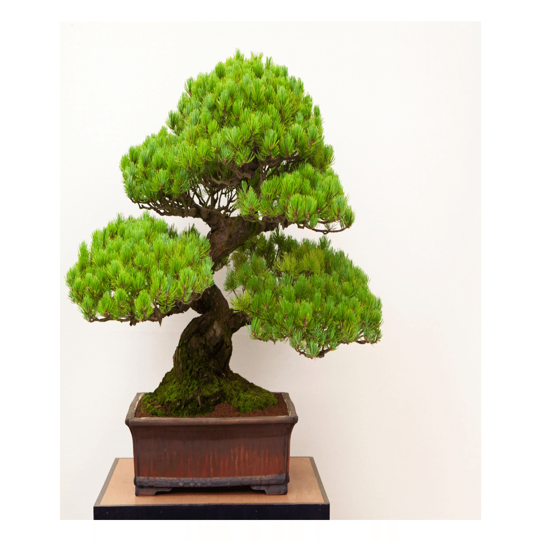 五葉松 推定47年 値下げ 盆栽初心者が、『2万円の五葉松』を購入するまで迷走した話。｜コウヤ