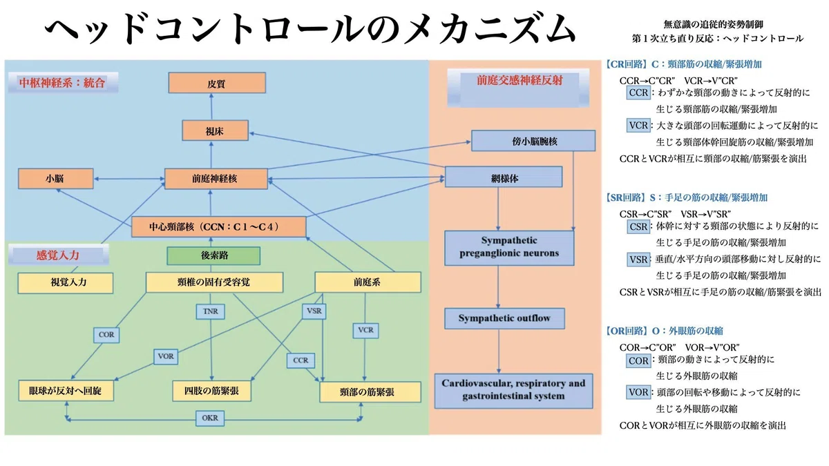 講座：前庭系と視覚と頸部固有受容覚 vol.1｜春光洋亮@（中尾洋介）Neurofit™︎|脳機能ヲタク